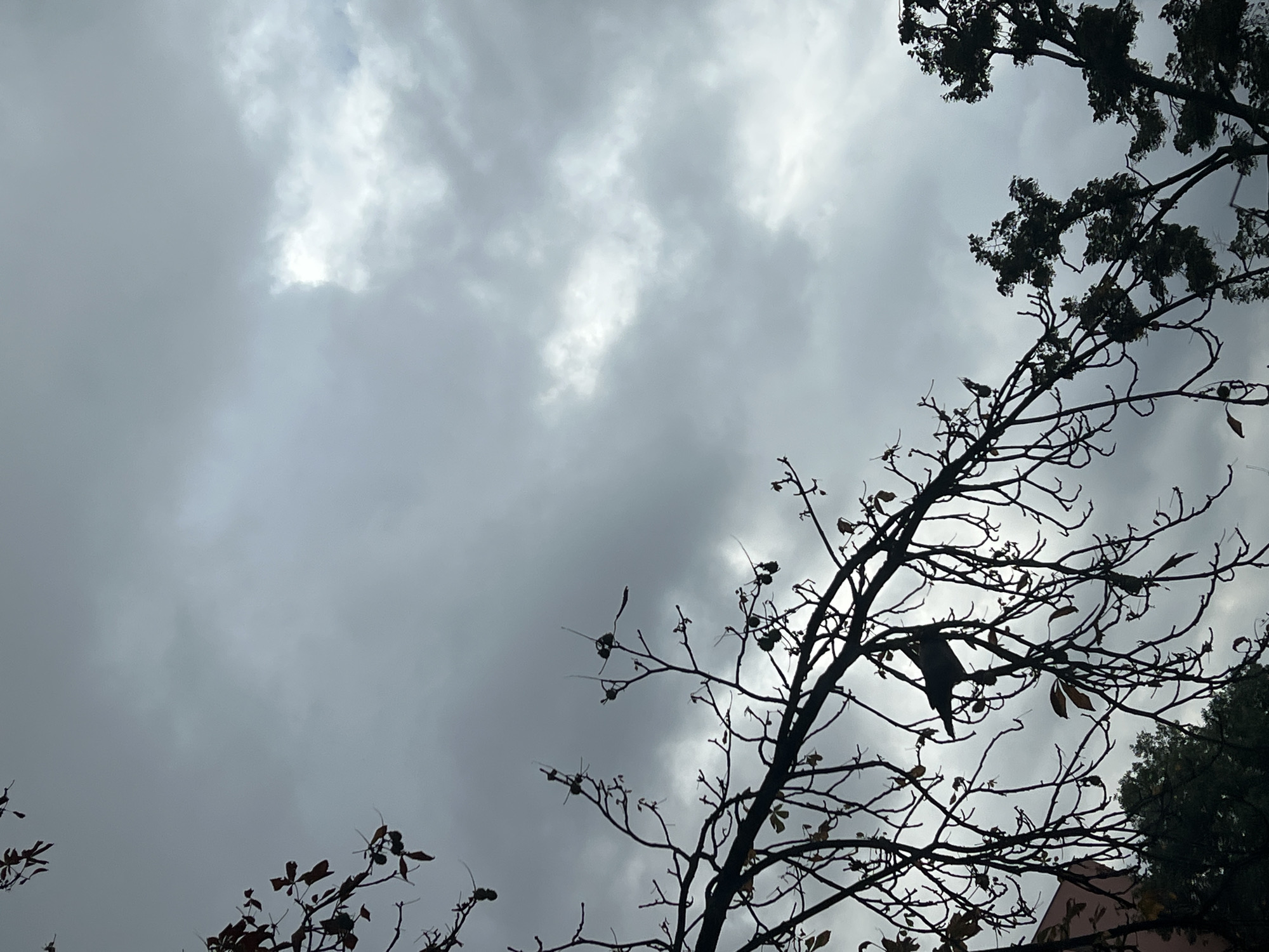 The image is a low-angle shot of a tree against a cloudy sky. The tree's branches are bare and silhouetted against the overcast sky, with a few brown leaves still clinging to some twigs. A bird is perched on one of the branches in the center of the frame, also silhouetted. The sky is filled with heavy, gray clouds, with a patch of brighter sky visible towards the upper right. In the lower left corner, a portion of a building with a reddish-pink facade and some dark green foliage are visible. The scene appears to be in Warsaw, Poland.