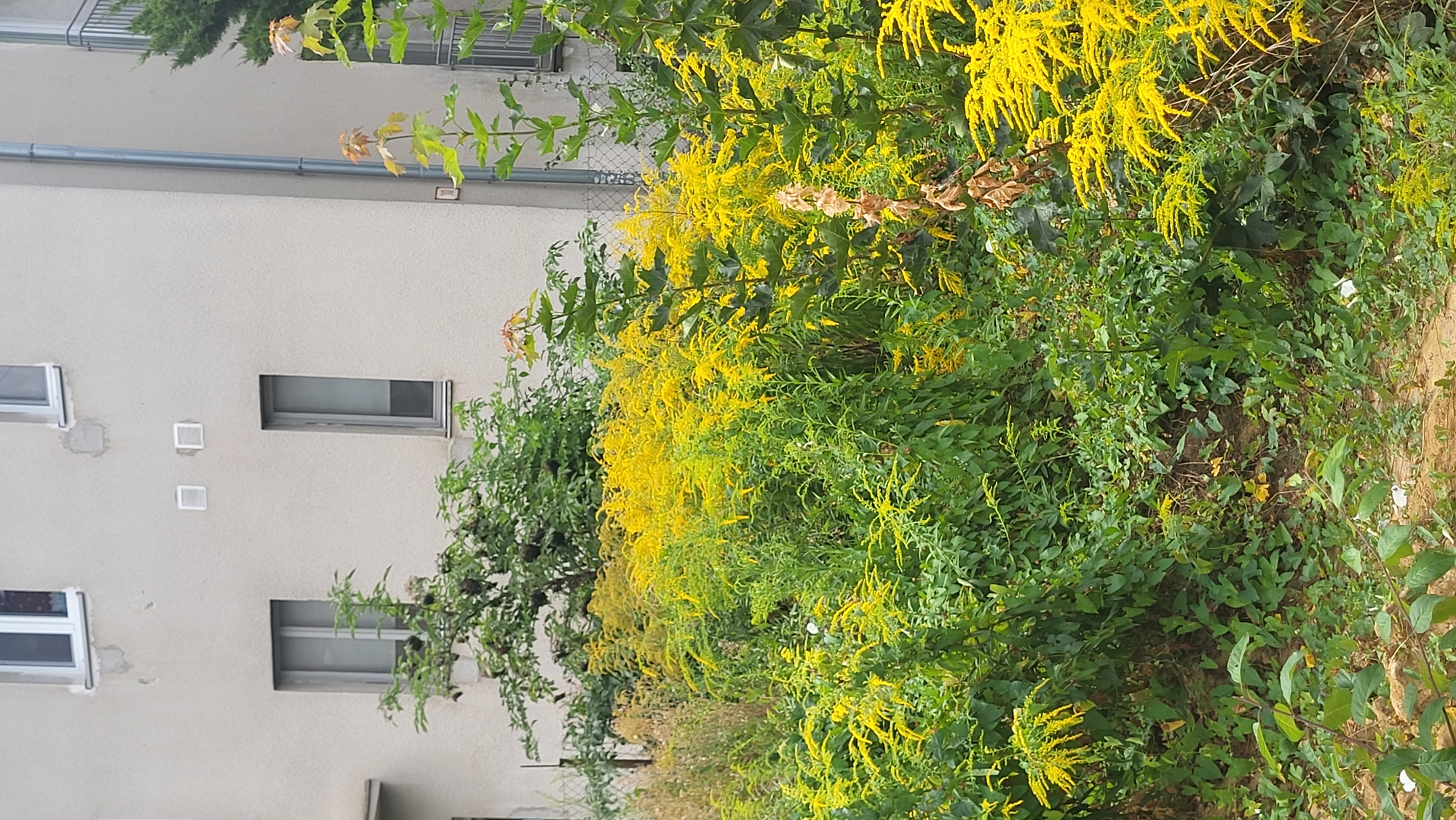 The image depicts a lush, overgrown patch of vegetation with prominent clusters of yellow wildflowers, possibly goldenrod, dominating the foreground. These vibrant yellow flowers are interspersed with various shades of green foliage, creating a dense and textured botanical scene. Behind the plants, a portion of a multi-story building is visible. The building's facade is light-colored, possibly stucco, and features several windows, some with white frames and others with gray frames. Two square ventilation grates are also present on the building's exterior. A downspout runs vertically along the side of the building. In the background, a chain-link fence and a dark green coniferous tree are partially visible. The scene appears to be an urban setting, specifically a section of Prešov, Slovakia, where natural growth has reclaimed a space adjacent to residential or commercial structures. No people or discernible human activity are present in the image.