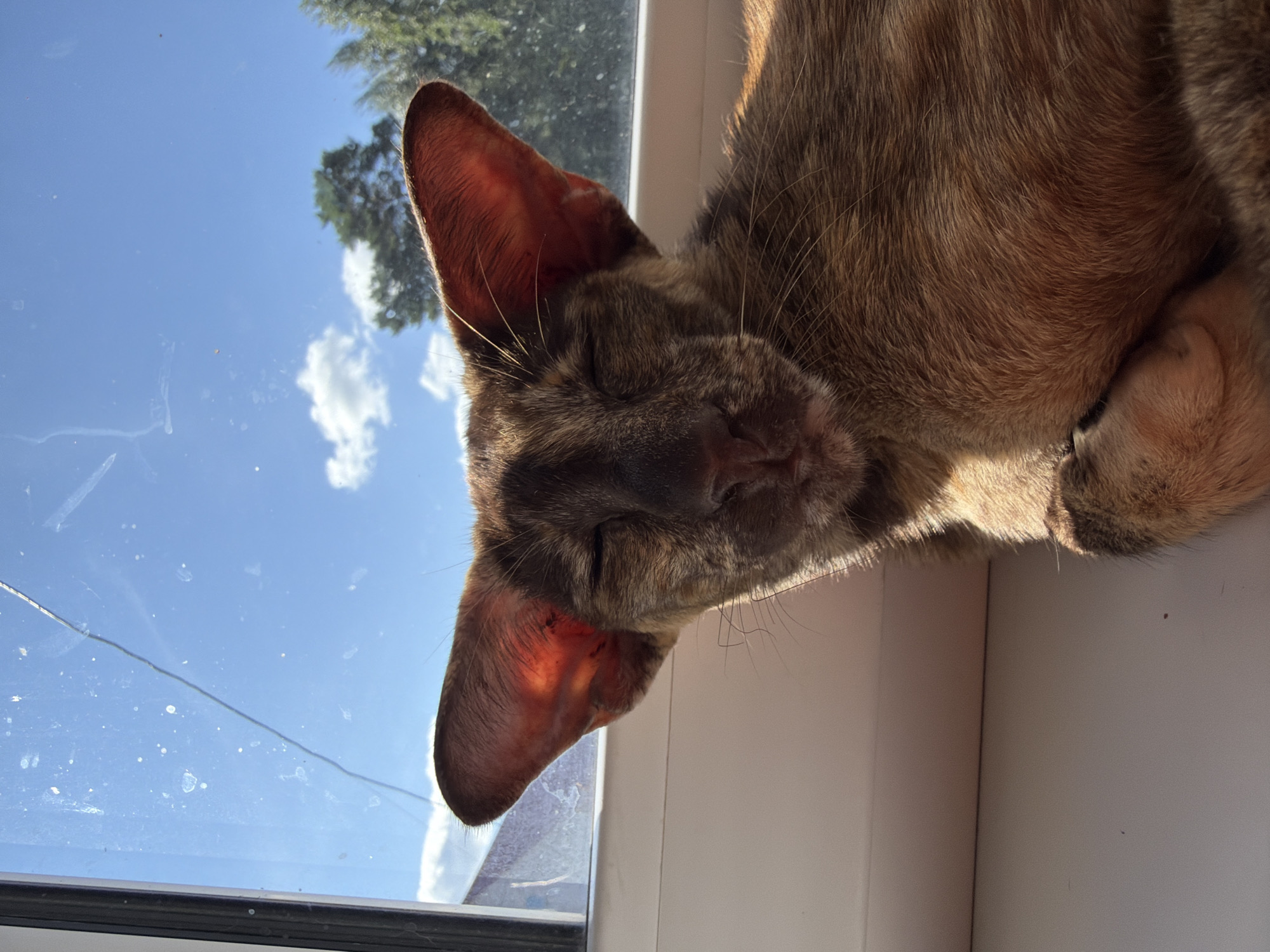 A close-up, eye-level shot shows a brown cat with large ears basking in sunlight by a window. The cat's eyes are closed, and its fur is illuminated by the sun. Outside the window, the sky is blue with scattered clouds, and trees are visible. The scene is set on a white windowsill. No specific location within Chaikovsky, Russia, can be determined from the image.
