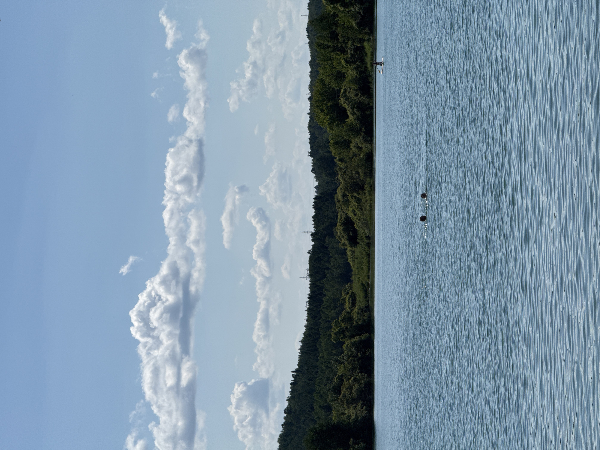 This is a daytime, eye-level, horizontal shot of a wide, calm lake with gentle ripples on its surface. The lake occupies the lower half of the frame. In the distance, a dense, dark green forest with a hilly treeline forms the background. The sky above is a clear, light blue, dotted with scattered white cumulus clouds.
In the water, two individuals are visible, with only their heads and shoulders above the surface. They appear to be swimming or wading. Further to the right, a single person is standing on a paddleboard. The scene is likely located on the shore of a lake in Zelenogorsk, Russia, a resort town known for its natural beauty and lakes.