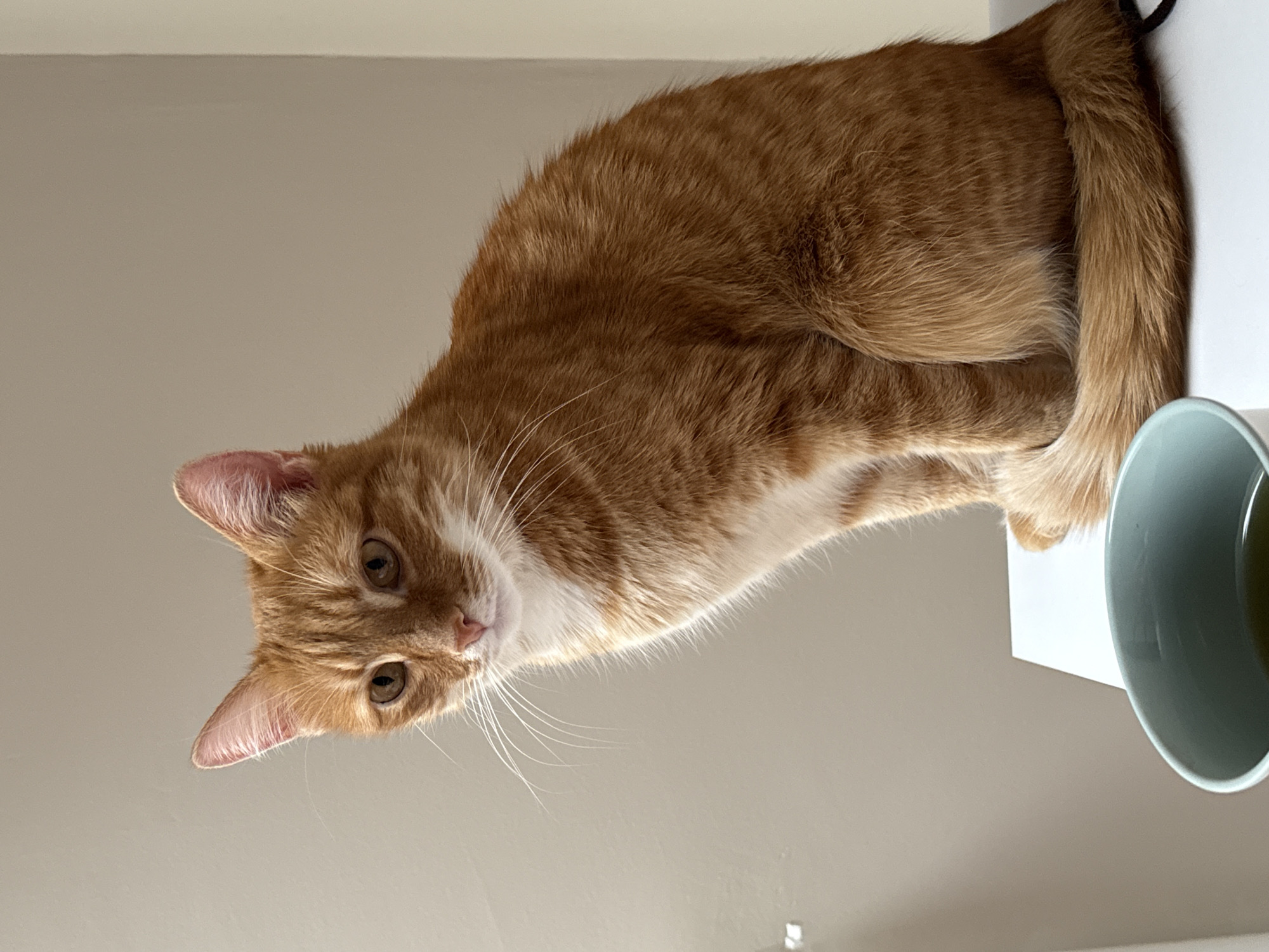 A ginger tabby cat sits on a white surface, looking down at the camera. A grey-blue mug is partially visible to the right of the cat. The background is a plain, light-colored wall. The location in the city of Chaikovsky, Russia is not discernable from the image.