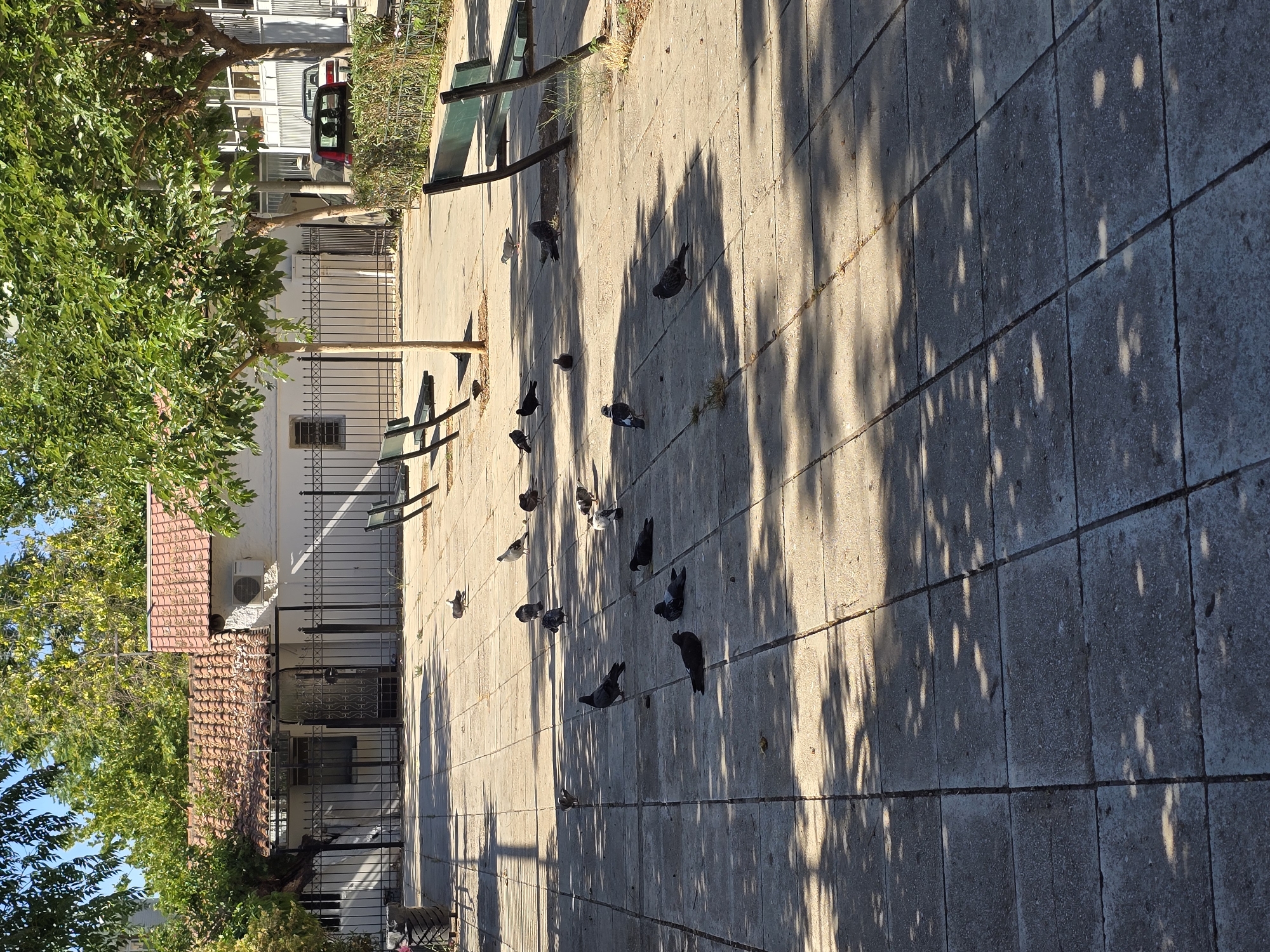 The image depicts a sun-dappled paved courtyard with numerous pigeons scattered across the ground. In the background, a single-story building with a tiled roof and white walls is visible, bordered by a black metal fence. Several trees with green foliage line the courtyard, casting shadows on the pavement. Two green park benches are positioned in the foreground and midground. To the right, a hedge separates the courtyard from a street where two cars are parked. The overall setting suggests an outdoor public space, possibly a park or a courtyard of a residential or institutional building. The presence of trees, benches, and a building indicates an urban environment, and the architecture and climate are consistent with Athens, Greece.