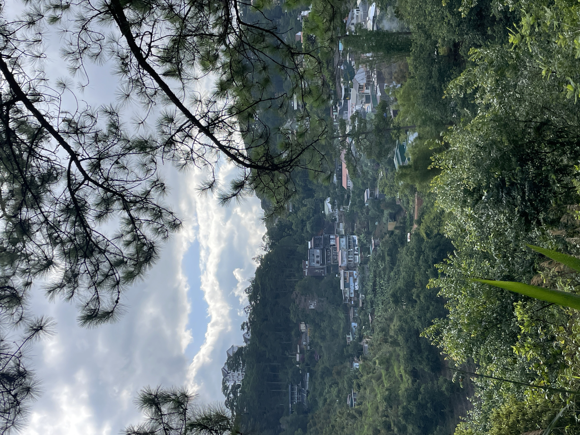 The image presents a panoramic view of a residential area built into a forested hillside, characteristic of the mountainous terrain in Da Lat, Vietnam.
In the immediate foreground, dense, dark green pine branches with long needles are silhouetted against the sky, framing the upper and partial side edges of the scene. Patches of lighter green deciduous foliage are visible in the lower foreground, with a single, prominent, bright green, upright leaf-like plant stretching vertically from the bottom center.
The midground is dominated by a sprawling residential settlement interspersed within a thick evergreen forest. Numerous houses, varying in size, architectural style, and color, are visible. Some buildings appear modern with multiple stories and flat roofs, while others are simpler, single-story structures with pitched roofs. They are scattered along the slopes of the hills, with denser clusters appearing at lower elevations. The predominant colors of the houses are white, light blue, grey, and brown. Some distant structures feature turquoise or green roofs. A prominent large white building with multiple gables and a dark roof stands at the crest of the highest visible hill, partially surrounded by tall pine trees. Roads or pathways, though not explicitly detailed, are implied by the arrangement of houses on the terraced landscape. The hillsides are extensively covered in trees, primarily conifers (likely pines) at higher elevations and a mix of deciduous and evergreen trees at lower parts, with some areas showing signs of cultivated plants, possibly banana trees, in the lower-midground. A faint plume of white smoke rises from an unseen source in the lower right portion of the residential area.
The background consists of a partially overcast sky with large, broken cumulus clouds. Patches of clear blue sky are visible between the clouds, indicating a mix of sun and cloud cover. No individuals, specific actions, or direct interactions are discernible within the frame. The overall environment is one of a populated mountainous landscape with significant natural vegetation.