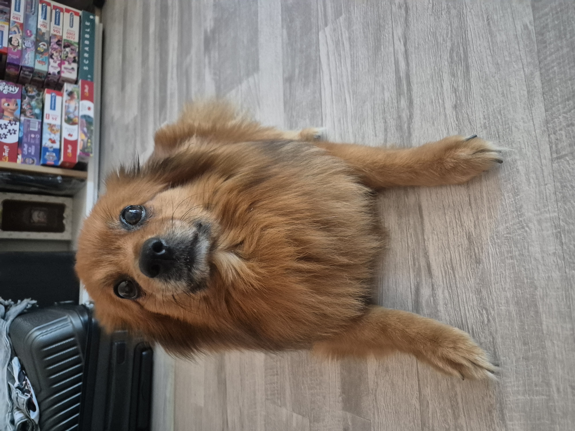 A medium shot shows a small, long-haired, brown dog lying on its stomach on a light-colored wood-grain floor. The dog is facing the camera, with its head tilted slightly and its eyes wide open, looking directly at the viewer. Its ears are perked up, and its mouth is slightly open, revealing its tongue. The dog has a fluffy mane of fur around its neck and chest. Its front legs are extended forward, and its paws are resting on the floor. In the background, to the left, is a black suitcase with a ribbed texture. To the right, a shelf is filled with various puzzle boxes stacked vertically. The lighting is natural and diffused, creating soft shadows. The overall scene suggests a domestic indoor environment.