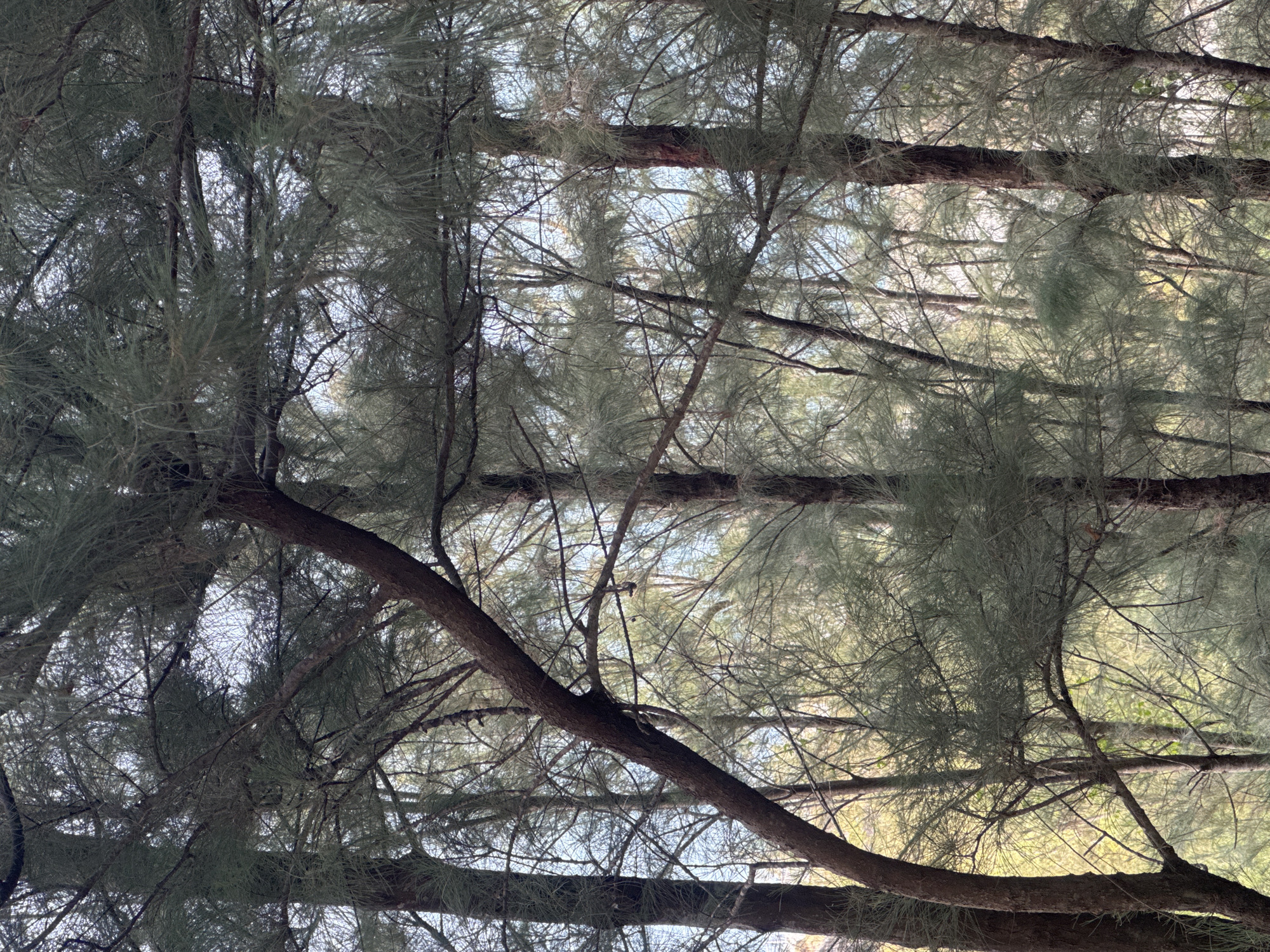 This image depicts a dense grove of trees, likely casuarina trees, common along coastal areas in Nha Trang, Vietnam. The trees have slender, needle-like foliage and dark, rough bark. Their branches crisscross, creating a canopy that filters the light, allowing glimpses of the bright sky and a soft, yellowish-green haze of further vegetation behind. One prominent, thicker trunk slants diagonally across the frame from the lower left, its bark textured and reddish-brown. The overall impression is one of a natural, possibly wild, forested area. There are no people or man-made objects visible in the scene. The lighting suggests it is daytime, possibly late afternoon due to the soft, diffused light.
