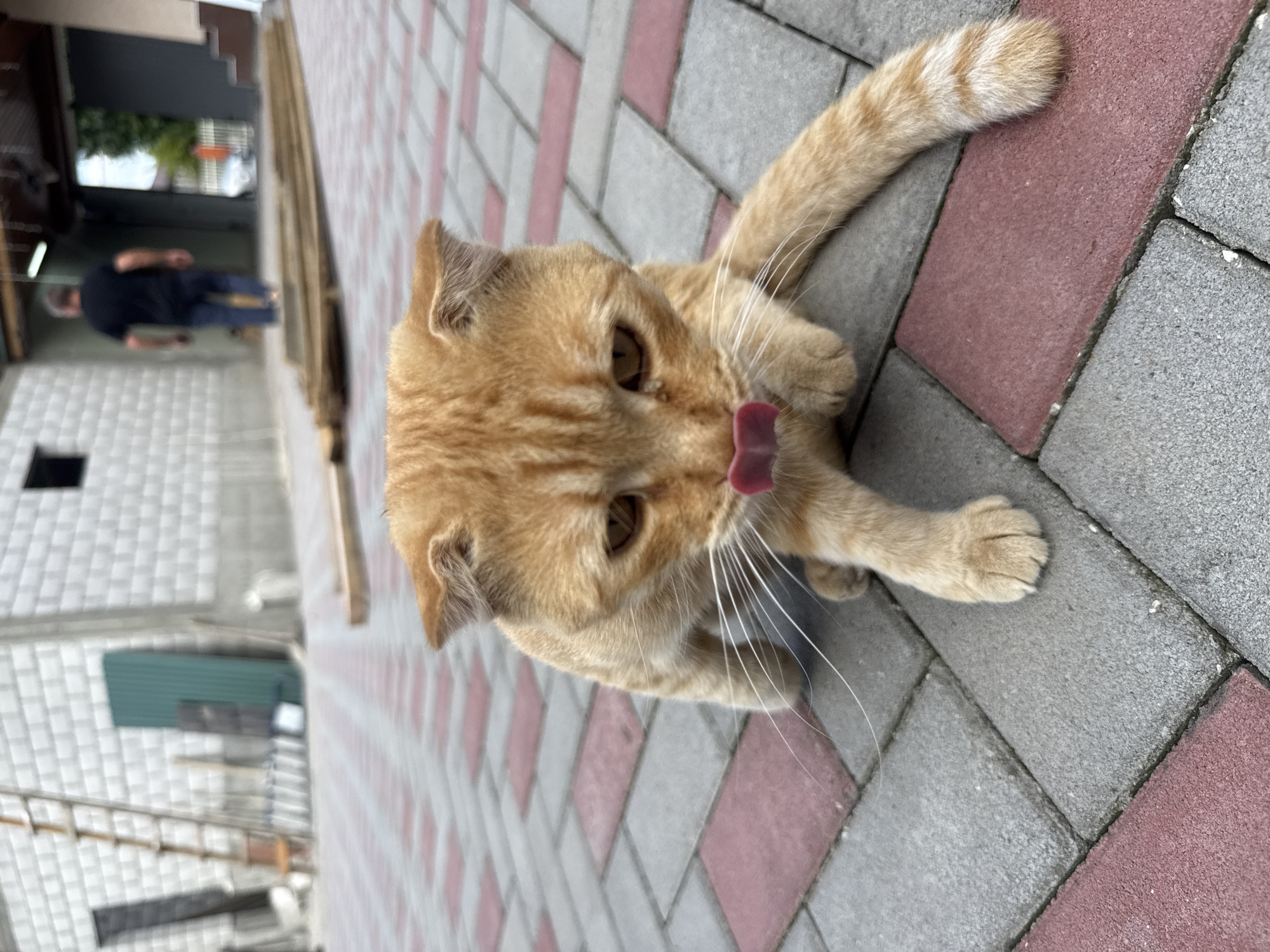 An orange tabby cat with folded ears is captured in a close-up shot, facing the camera with its pink tongue extended, licking its nose. The cat is positioned on a paved surface composed of interlocking gray and red bricks. In the background, a man in a dark t-shirt and jeans walks away from the viewer into a building's opening. Adjacent to the building is a construction site with a wooden ladder leaning against a white brick wall, a green corrugated metal sheet, and piles of lumber. The environment suggests an outdoor area, possibly a courtyard or backyard, in the city of Kurchaloy, Russia.