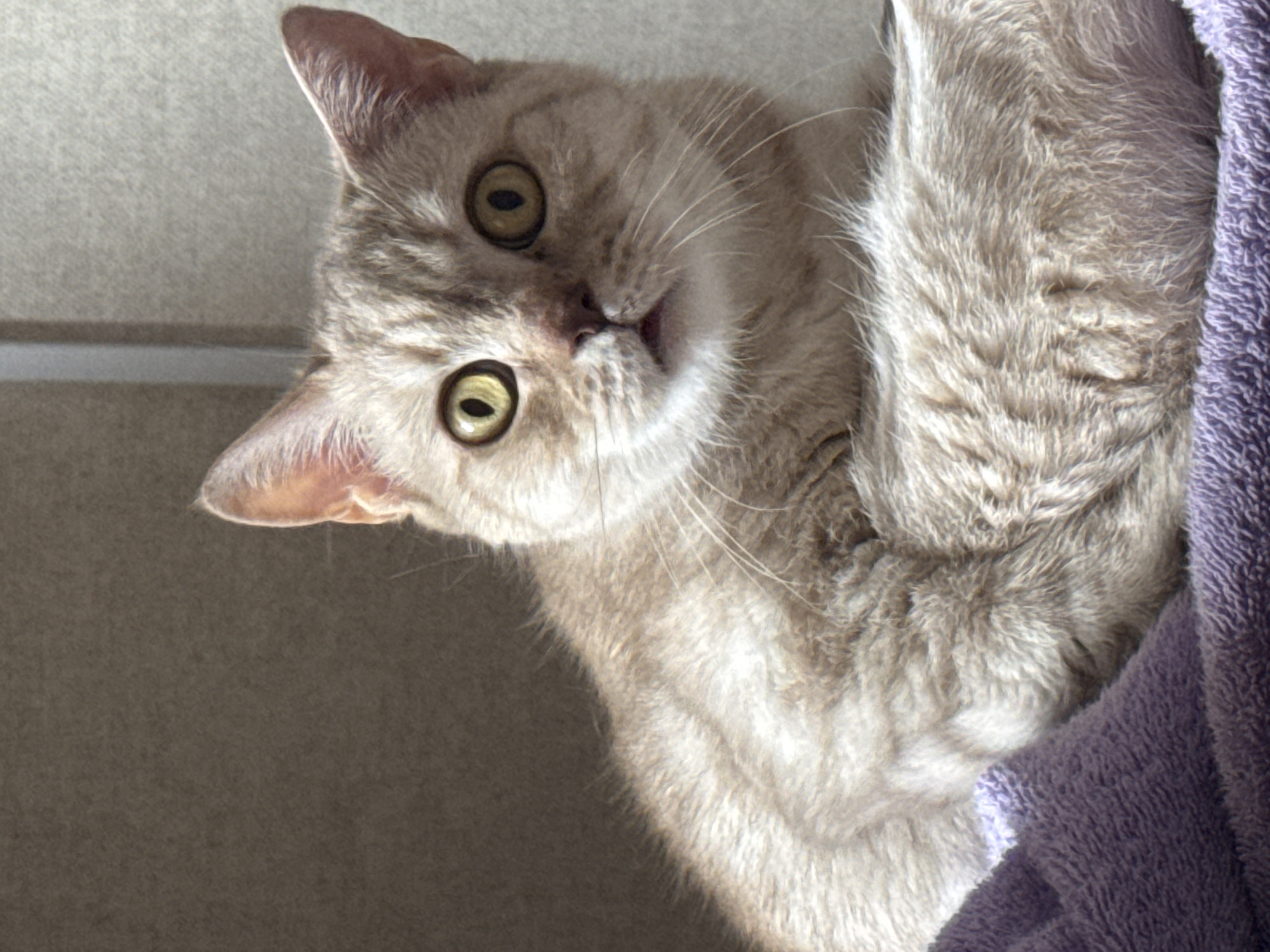 A close-up, high-angle shot captures a domestic cat looking directly at the viewer with wide, alert eyes. The cat has light grey and cream-colored fur, possibly with subtle tabby markings on its head and face. Its striking yellowish-green eyes feature large, dilated black pupils, conveying an expression of curiosity or surprise. Its small pink nose and slightly open mouth are visible, along with prominent white whiskers.
The cat is positioned at an angle, with its head tilted downwards, suggesting it is looking down from a higher surface, such as a bed or couch. A soft, plush purple towel or blanket is visible on the right side of the frame, with a portion of the cat's body nestled against it. The background on the left is a neutral, light grey surface, possibly a wall or furniture, with a subtle horizontal line in the upper left.
Bright, natural light illuminates the scene, highlighting the textures of the cat's fur and the soft fabric, indicating it is likely daytime. The scene depicts an indoor, domestic setting. No specific visual cues within the image indicate its location in Chaikovsky, Russia, but this is the provided context. There is no visible text in the image.