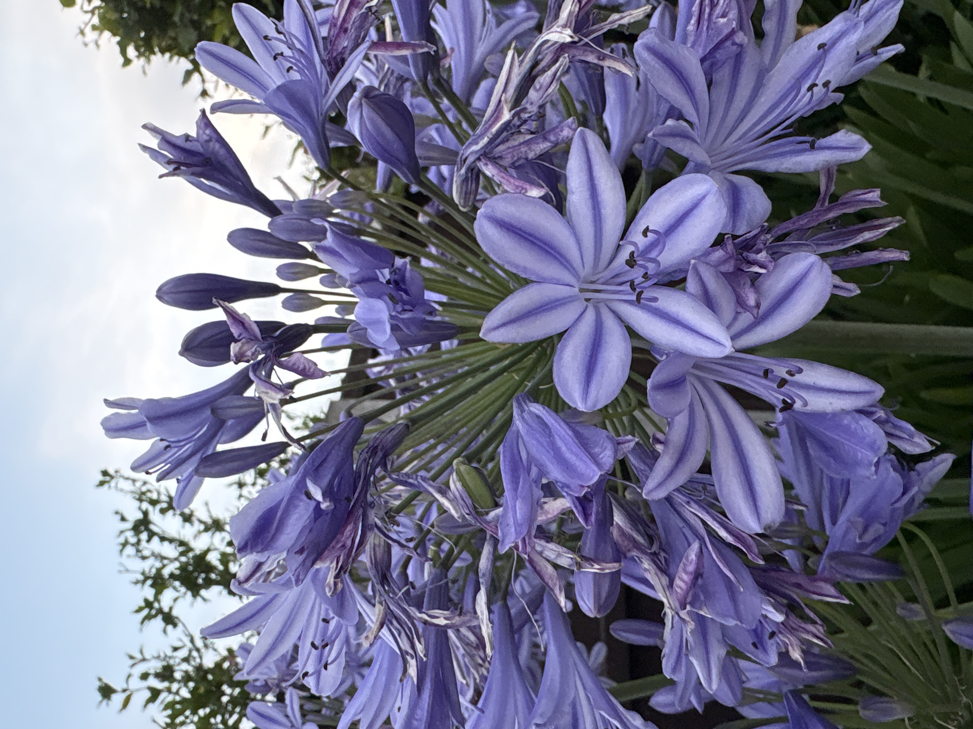 The image displays a close-up view of a cluster of Agapanthus flowers, commonly known as Lily of the Nile, in bloom. The flowers are a vibrant shade of violet-blue, with delicate white stripes running down the center of each petal. Some of the flowers are fully open, revealing their intricate stamen, while others are still in bud form, tightly closed. The background consists of lush green foliage and a pale blue sky with wispy clouds. The lighting suggests it is either early morning or late afternoon. There are no people or animals visible in the scene. The overall impression is one of natural beauty and tranquility. The image is a photograph taken outdoors, likely in a garden or park setting within the city of Chelmsford, United Kingdom.