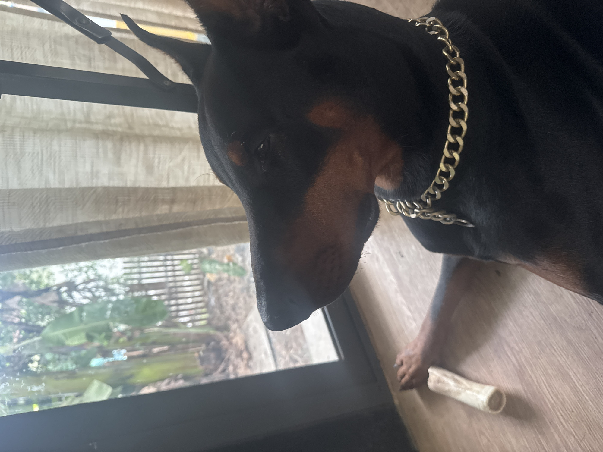 A Doberman Pinscher with a thick silver chain collar is lying on a light wood floor next to a bone-shaped chew toy. The dog is positioned near a window or glass door that looks out onto a lush green, tropical environment. The location is Moo 4, Thailand, based on external knowledge. The light suggests daylight. No people are visible. The dog is not actively interacting with the bone.