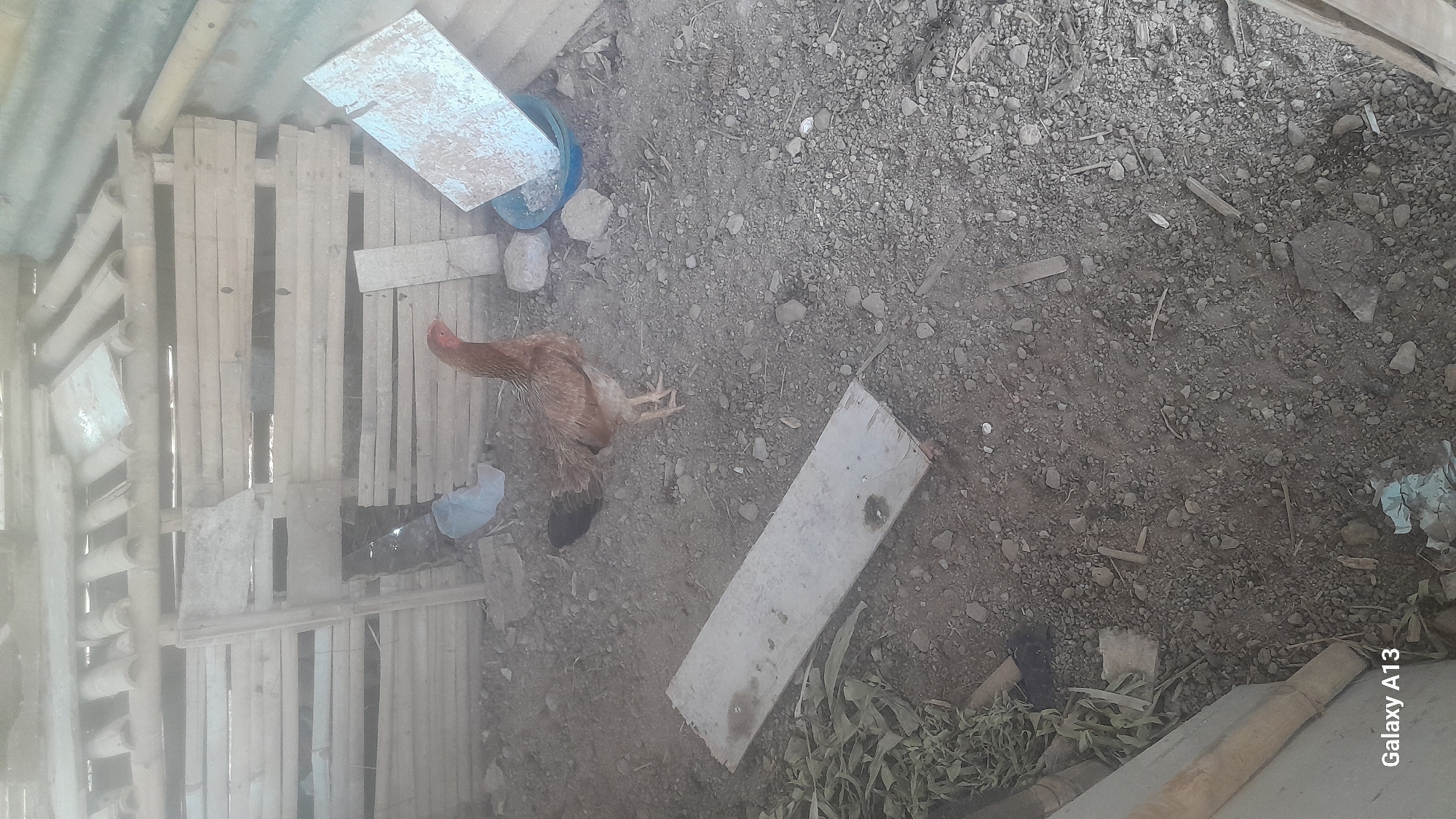 A brown hen stands on the dirt floor of a wooden coop in Hadipolo, Indonesia. The coop is partially constructed with wooden planks and corrugated metal roofing. Scattered throughout the coop are various debris, including pieces of wood, rocks, and a blue plastic bowl. The hen is facing right, with its head tilted slightly. The lighting in the coop is dim, and a haze is present throughout the image. The lower left corner of the image contains the text "Galaxy A13".