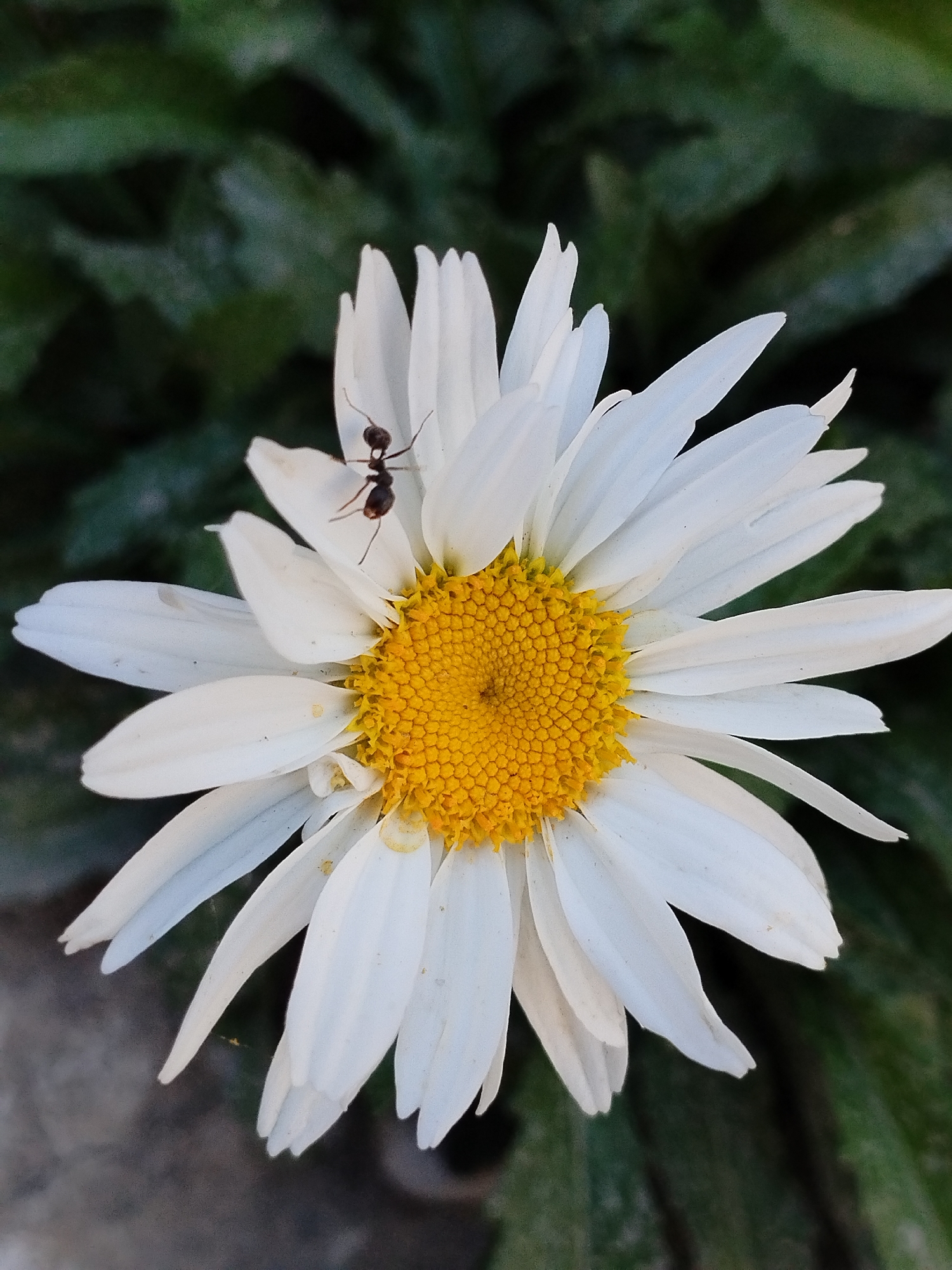A close-up, high-angle shot shows a single daisy with white petals and a yellow center. An ant is positioned on one of the white petals, facing left. The background consists of dark green foliage, suggesting an outdoor environment. The bottom edge of the image shows a blurred grey surface, possibly a path or ground. The overall lighting is natural and appears to be daylight. There are no discernible landmarks or indications of the city of Kyzyl-Kyya, Kyrgyzstan within the image.