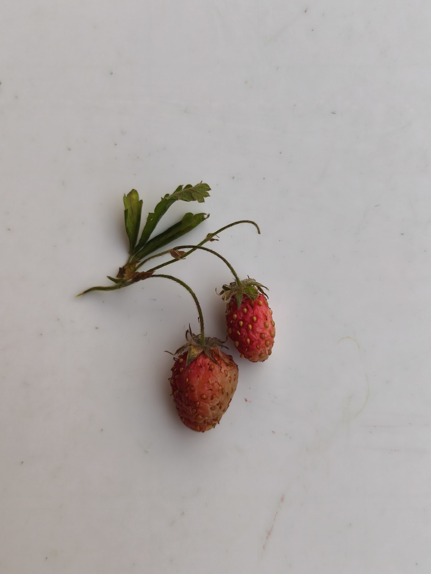Two ripe strawberries with small leaves are positioned on a white surface. The strawberries are red and have visible seeds. The leaves are green and appear slightly wilted. There is no indication of any specific location in the city of Kutana, Russia.