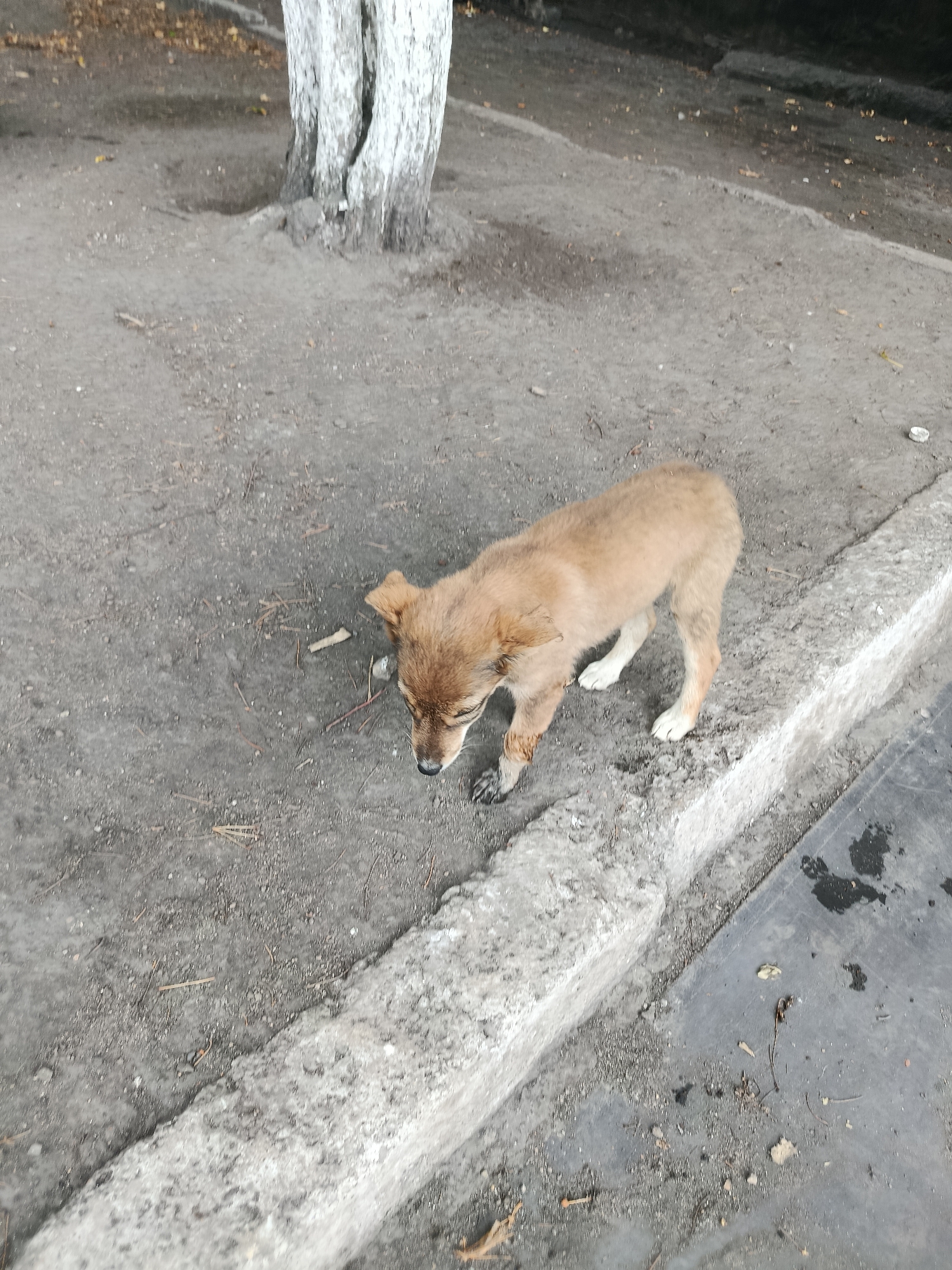 A young, light brown puppy with a darker muzzle and ears is walking on a dirt and gravel surface near a concrete curb. The puppy's fur appears somewhat matted and dirty. Its head is lowered, and it appears to be sniffing the ground. The environment is outdoors, with a tree trunk visible in the background. The ground is uneven and scattered with small stones, twigs, and leaves. The concrete curb is worn and somewhat rough. The scene suggests an urban or semi-urban setting, possibly a park or street in Saran, Kazakhstan.