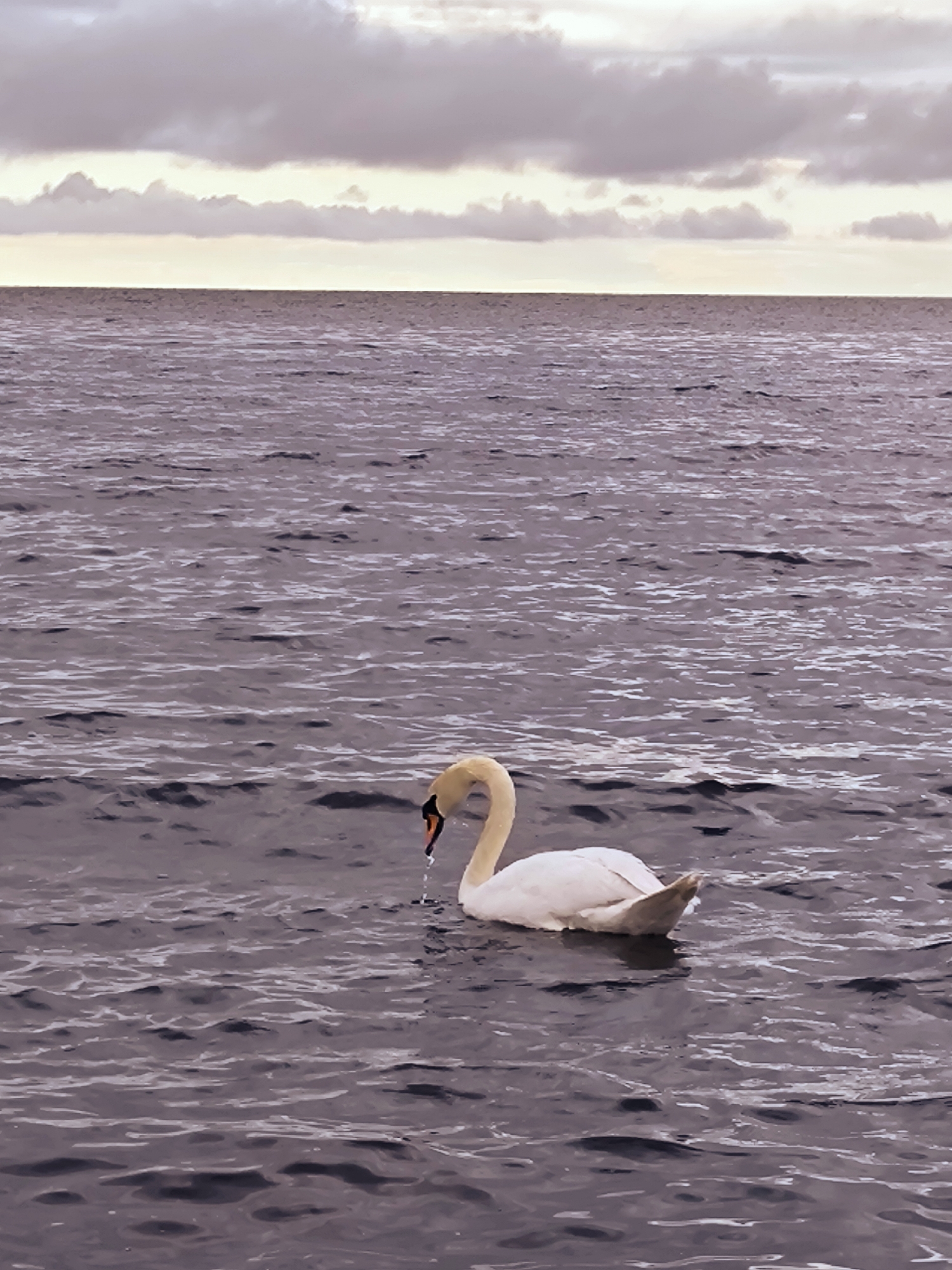 A lone white swan swims in dark, choppy water under a cloudy sky. The swan is positioned in the lower right quadrant of the image, with its head down as if drinking or feeding. The horizon line, separating the water from the sky, is visible across the upper third of the frame. The sky is filled with muted, gray and white clouds, with a lighter band of color near the horizon suggesting the presence of the sun. The water has a textured, rippled surface. The scene is likely a natural body of water, such as the Daugava River or the Gulf of Riga, in or near the city of Riga, Latvia. There are no people or other animals visible in the image.