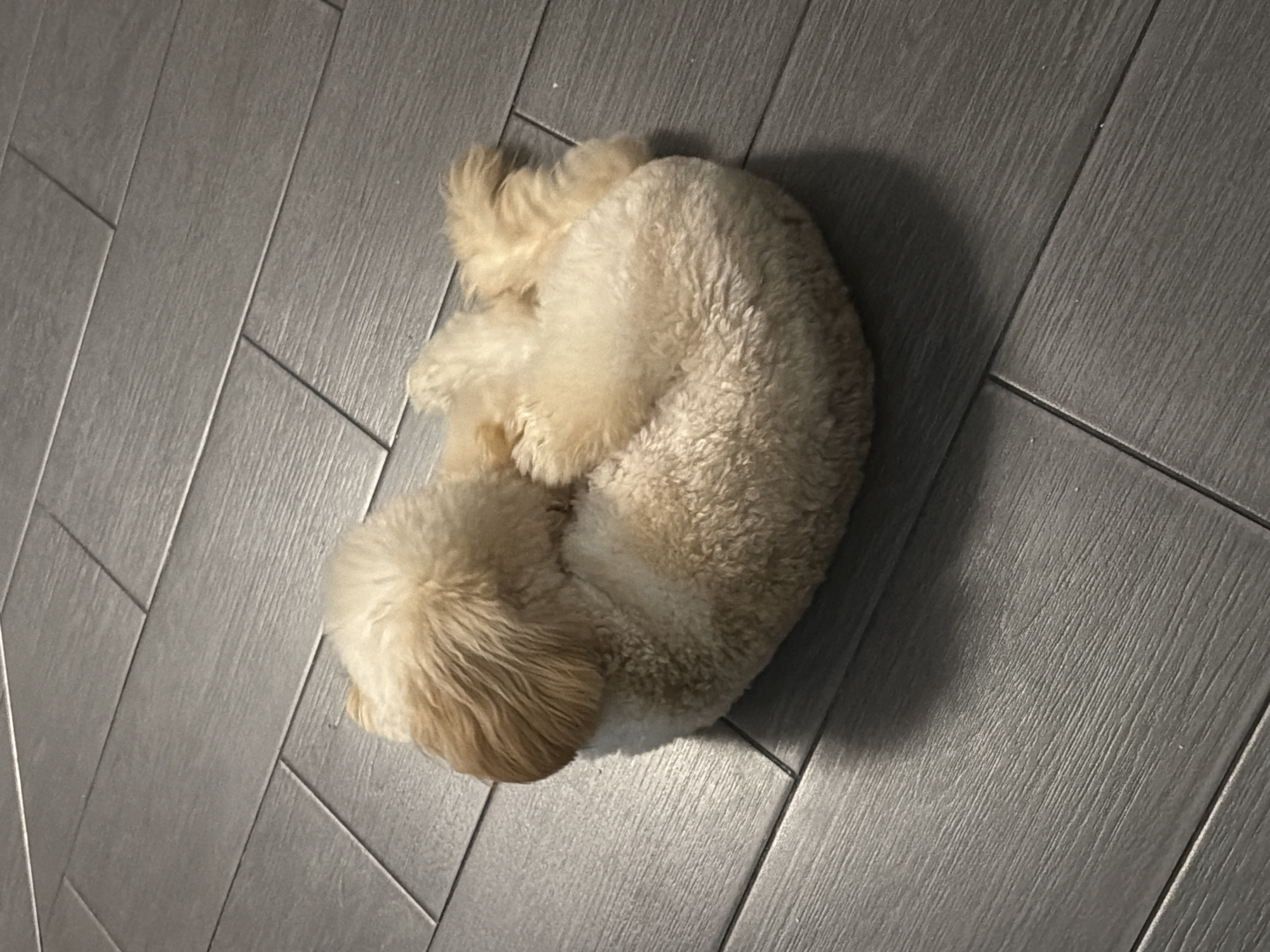 A light-colored, fluffy dog is curled up on a gray, wood-planked floor. The dog's fur is curly and appears to be a light beige or cream color. Its head is tucked towards its body, and its tail is also curled around. The floor is made of rectangular tiles with a wood grain texture and is arranged in a staggered pattern. The lighting suggests an indoor setting, possibly a home, with a shadow cast by the dog on the floor to its right. The image does not contain information that would indicate a specific location in Bila Tserkva, Ukraine.