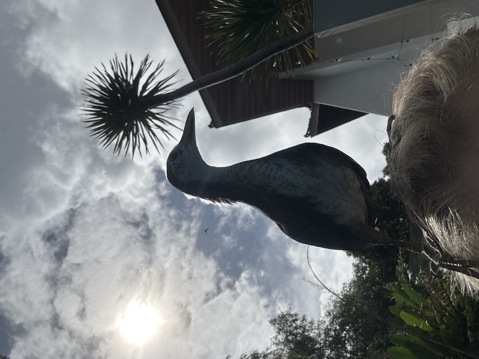 The image, taken from a low angle, captures a bird perched on a person's head. The bird is predominantly gray, with a long, pointed beak. Above the bird, the sky is visible, partially obscured by clouds and the sun. In the background, there are two palm trees, a building with a brown roof, and a structure painted white. Below the bird, there is greenery. Given the prompt, the location is presumably Kuta Selatan, Indonesia.