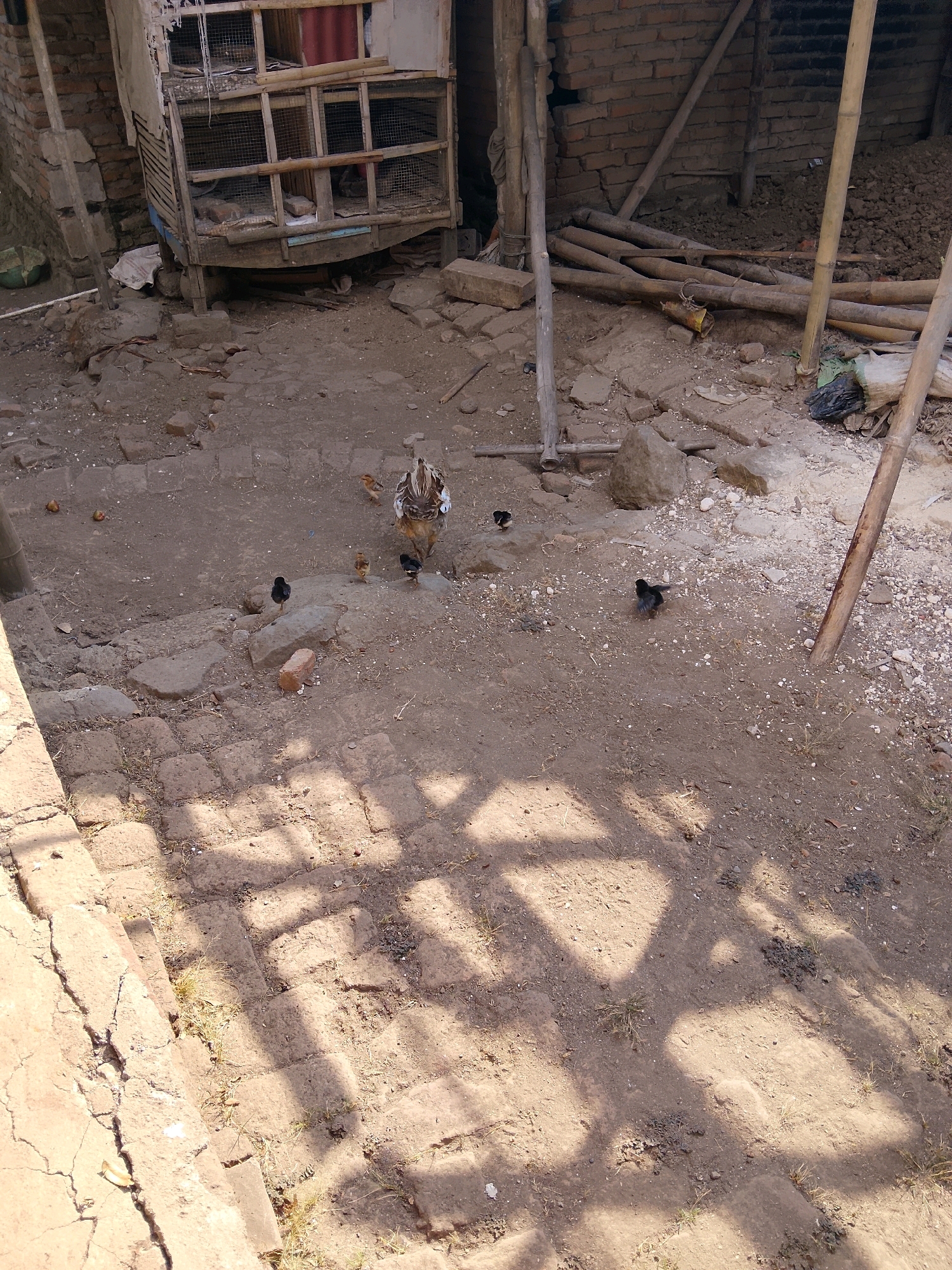 A hen and several chicks are in a dirt yard near a brick building. The hen has brown and white plumage. The chicks are small and dark. In the background, there is a wooden cage with wire mesh. Several bamboo poles are leaning against the building and lying on the ground. The ground is covered in dirt, stones, and some broken bricks. Sunlight casts shadows on the ground.