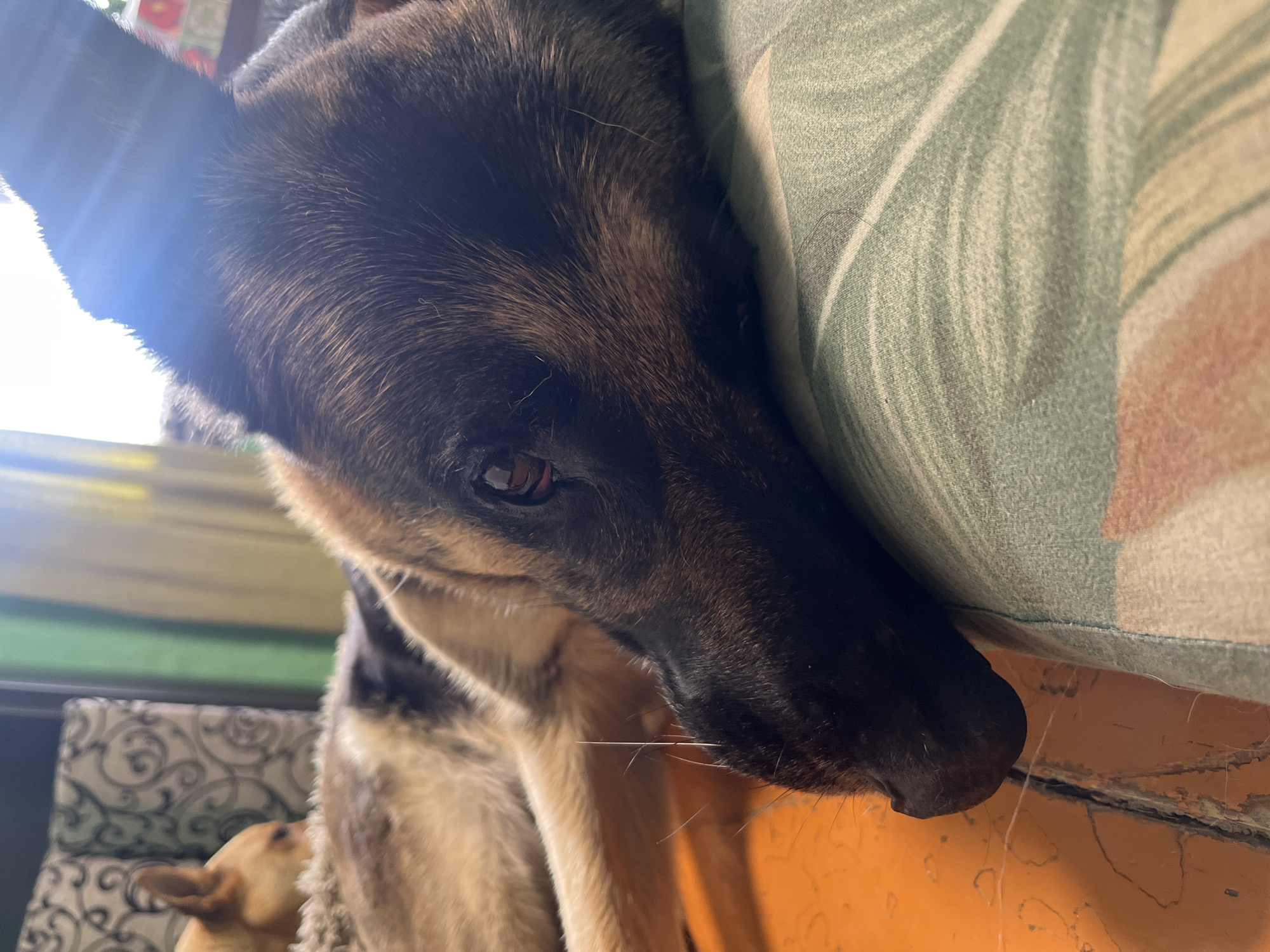 The image is a close-up of a German Shepherd dog lying down, its head resting on a pillow with a green and white floral pattern. The dog's fur is dark brown and tan. In the background, another smaller dog, possibly a tan Chihuahua or similar breed, is visible lying down behind a patterned cushion. The setting appears to be indoors, with sunlight streaming in from the right, creating a lens flare effect on the German Shepherd's ear. There is an orange surface, possibly furniture, in the lower left of the frame. The location in Nizhny Tagil, Russia, is not discernible from the image.