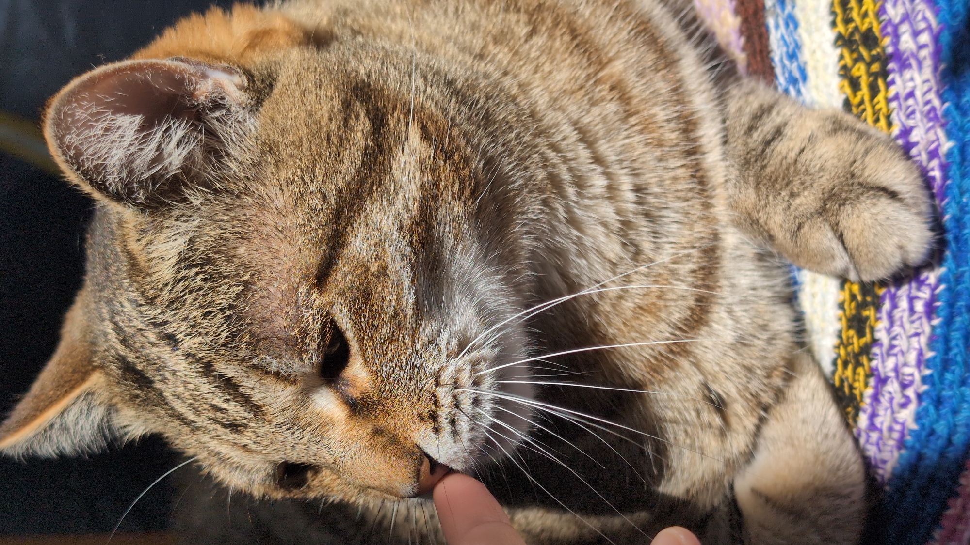 A close-up, outdoor shot focuses on a tabby cat's head and upper body as a human finger gently touches its nose. The cat is lying down on a colorful, woven surface, possibly a blanket or mat, which is spread across a surface in the city of Nizhny Novgorod, Russia. The background is dark and out of focus, suggesting the shot was taken in daylight with a shallow depth of field. The cat's fur is a mix of brown, black, and white stripes, and its whiskers are long and white. Sunlight highlights the cat's face, revealing a slight redness around its left eye. The image appears to capture a moment of gentle interaction between the human and the animal.