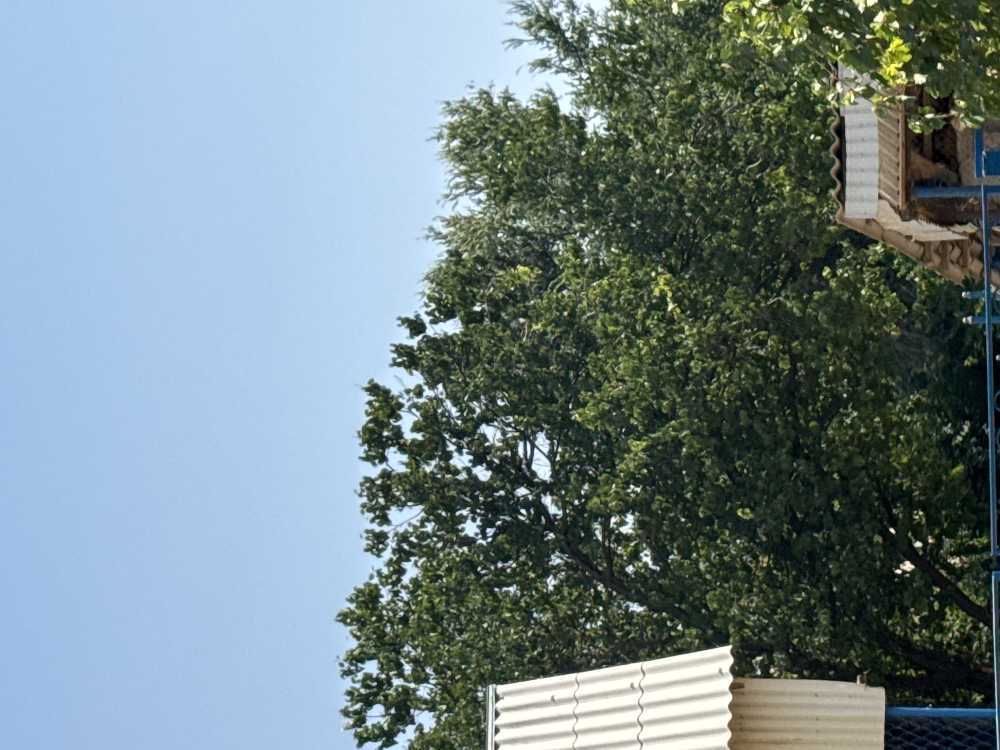 An outdoor, eye-level shot captures a clear, light blue sky above a dense canopy of lush green trees. In the foreground, a portion of a corrugated metal roof, likely from a small structure or shed, is visible on the left side of the frame. Another section of a similar roof appears in the lower right corner, partially obscured by foliage. A blue fence with a wire mesh is visible at the bottom of the image. The scene appears to be set in a rural or suburban environment, possibly a backyard or a small plot of land. There are no people or animals present in the image.