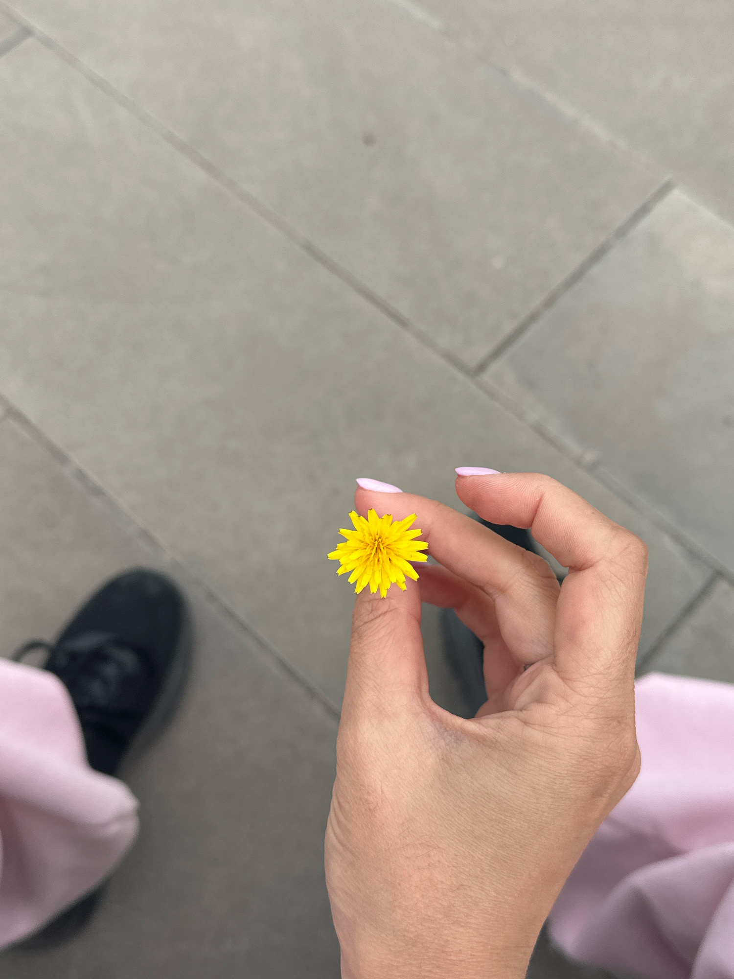 A close-up, high-angle shot shows a hand holding a small, yellow wildflower against a background of grey, paved ground tiles. The hand, with light pink nail polish, is positioned in the center right of the frame, gently holding the delicate bloom between the thumb and forefinger. A glimpse of a black shoe and a portion of pink fabric are visible in the lower left and right corners, respectively, suggesting the presence of a person. The lighting is even, and the focus is sharp on the flower and hand. There is no information in the image that suggests a location in Gyumri, Armenia.