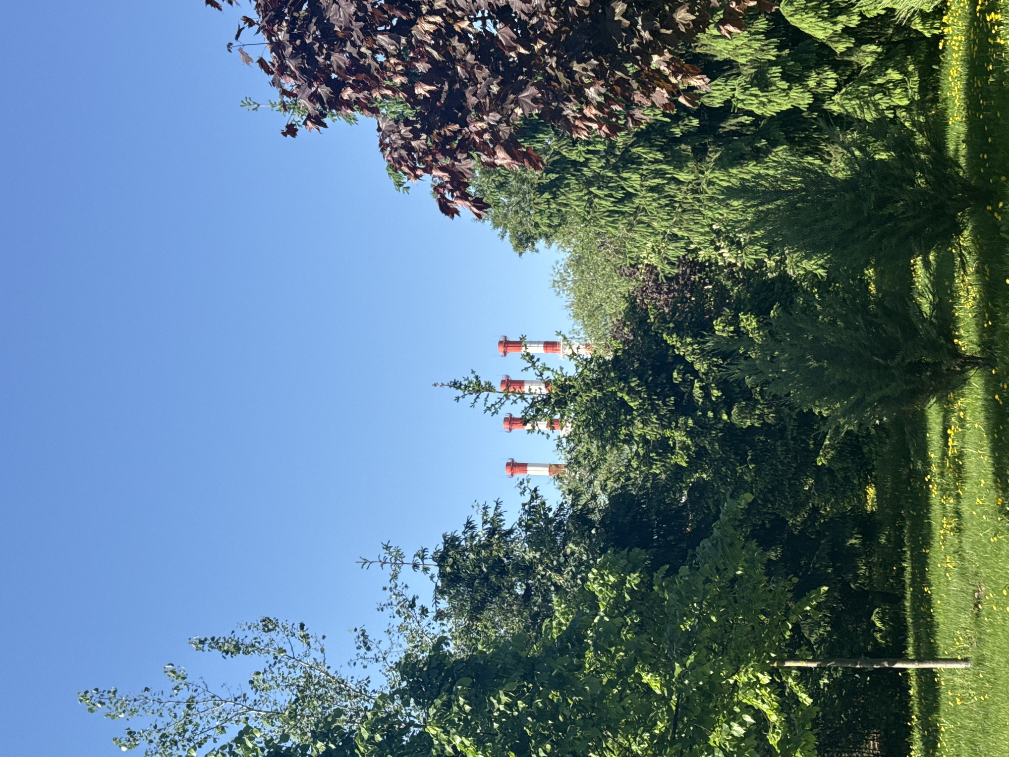 The image shows a view of the Moscow cityscape, specifically featuring tall industrial chimneys with red and white stripes peeking over a lush green tree line. The sky is a clear blue, indicating a sunny day. The perspective is from a lower vantage point, looking upwards, emphasizing the height of the chimneys relative to the surrounding foliage. The foreground is dominated by various types of trees and greenery, including some with dark red leaves. There are no people visible in the frame. The location is Moscow, Russia.