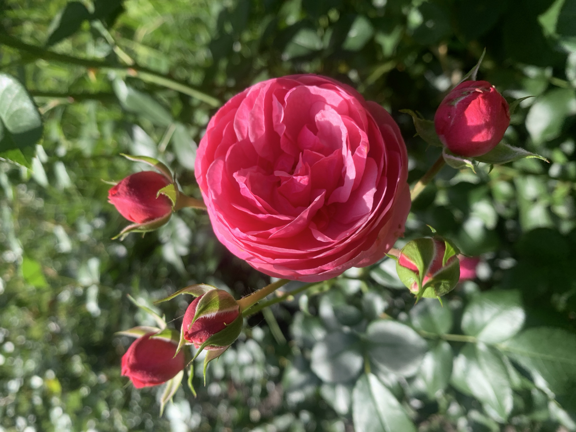 A bright pink rose, partially bloomed, is the central focus of this close-up, high-angle shot. Several rosebuds, in various stages of development, are scattered around the main bloom. The backdrop is a lush green garden, with soft bokeh blur emphasizing the roses. The scene is consistent with a garden in Lviv, Ukraine, during a sunny day.