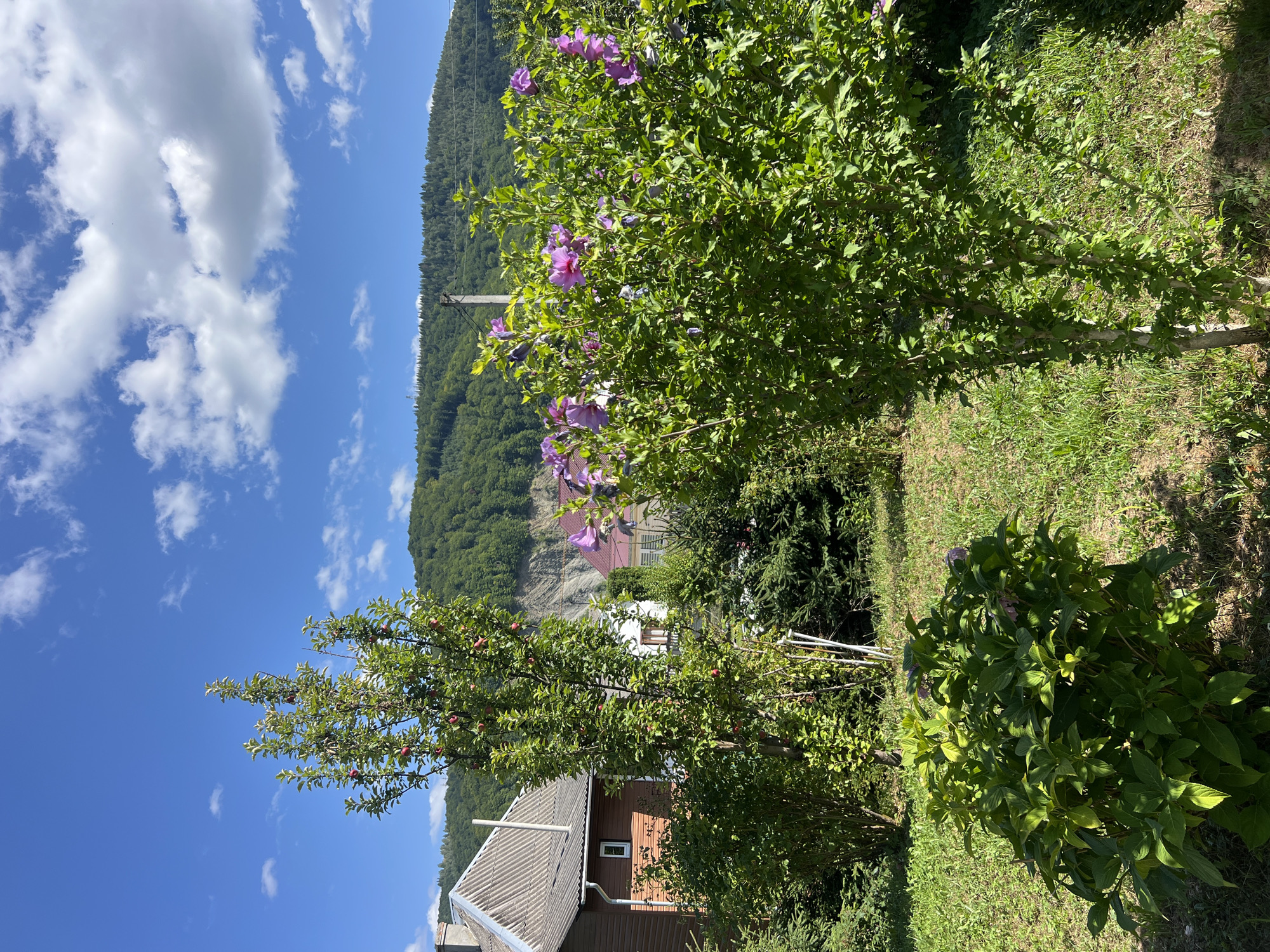 The image depicts a serene natural landscape in Yaremche, Ukraine. The scene is dominated by lush greenery, with a variety of trees and shrubs filling the foreground. Among these, a flowering bush with vibrant purple blossoms stands out, adding a splash of color to the scene. An apple tree with visible red fruits also contributes to the natural beauty.
In the background, a residential house with a distinctive grey, corrugated roof is visible. The house appears to be made of wood and has a single small white window on the side facing the viewer. Further beyond the house, a gentle slope covered in dense green trees rises towards a clear blue sky dotted with fluffy white clouds. A utility pole with wires is also present in the distance, hinting at the proximity of civilization. The overall impression is one of a peaceful rural setting, bathed in sunlight.