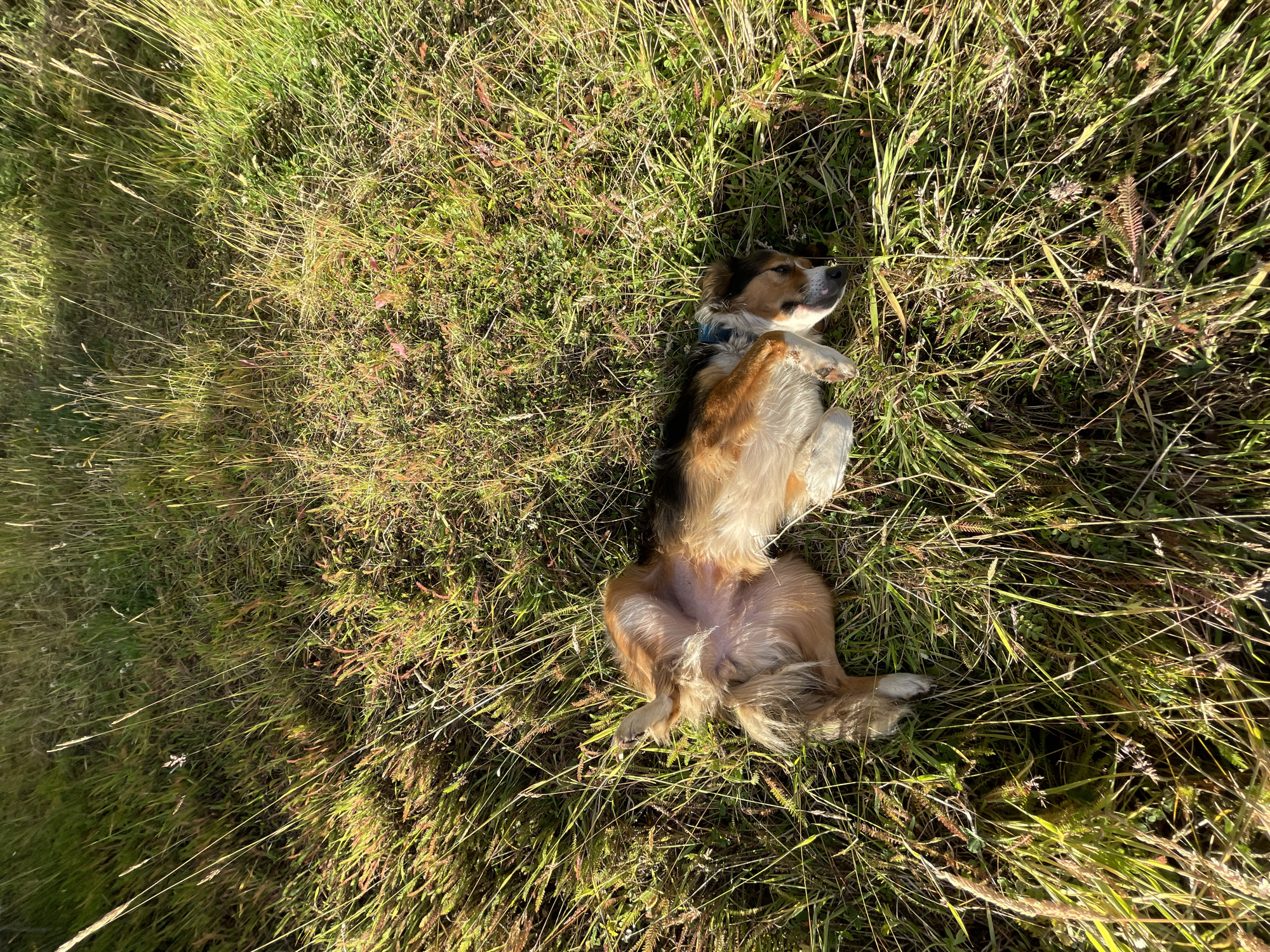 A dog lies on its back in a grassy field. The dog is tan and black with a white chest and paws. It is wearing a blue collar. The grass is green and brown, and the light suggests it is daytime. While it is not possible to confirm if the image was taken in Ushuaia, Argentina, it does depict a natural outdoor environment with grass and a dog.