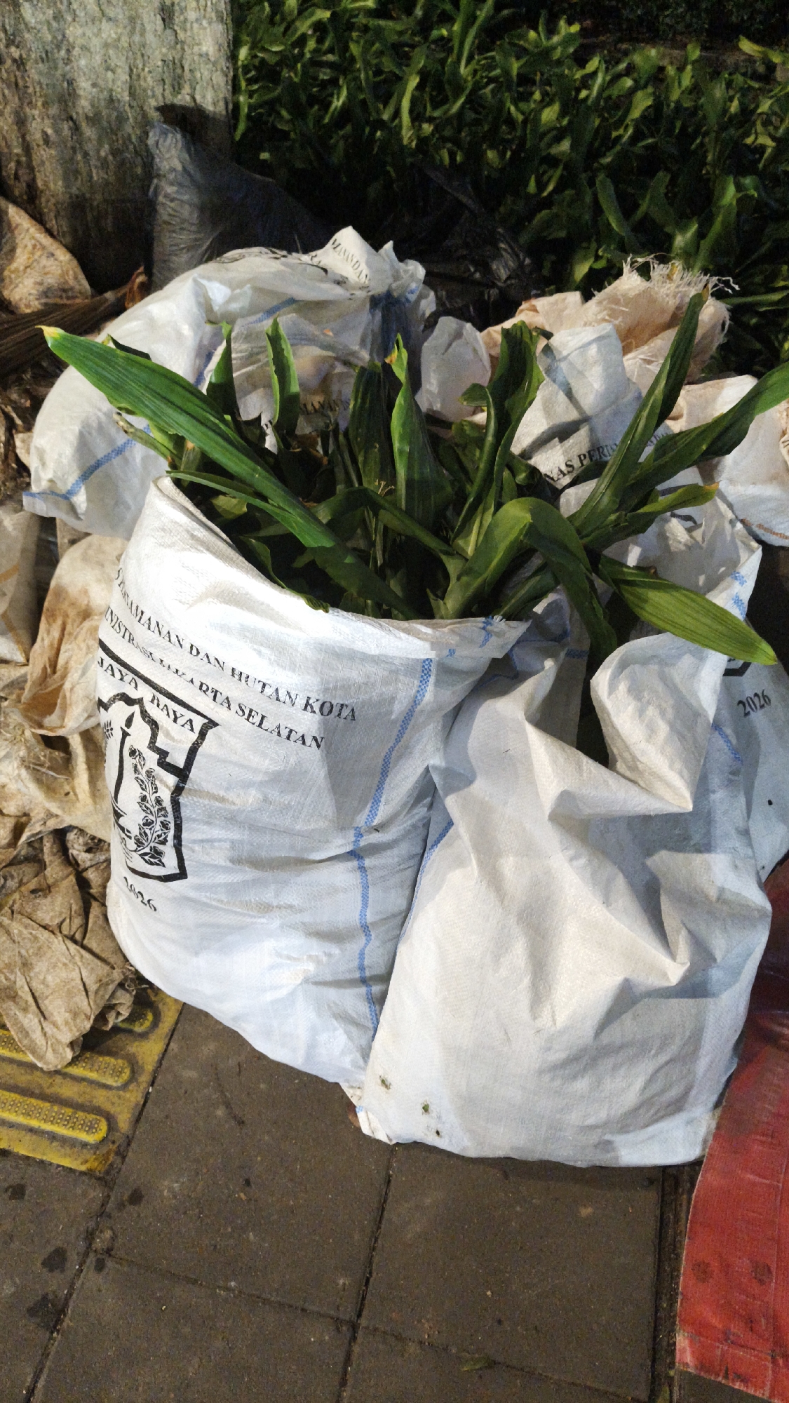 The image shows several large white sacks filled with green foliage and possibly soil, piled on a textured sidewalk adjacent to a large tree trunk and dense green vegetation. One sack in the foreground has text printed on it, including "PEMERINTAH KOTA JAKARTA SELATAN" which indicates it is associated with the South Jakarta City government. The sacks are made of woven polypropylene material, commonly used for carrying agricultural products or waste. The environment appears to be outdoors, with the sidewalk and visible foliage suggesting an urban setting, likely a park or street area within South Jakarta, Indonesia. The lighting suggests it might be late afternoon or early evening.