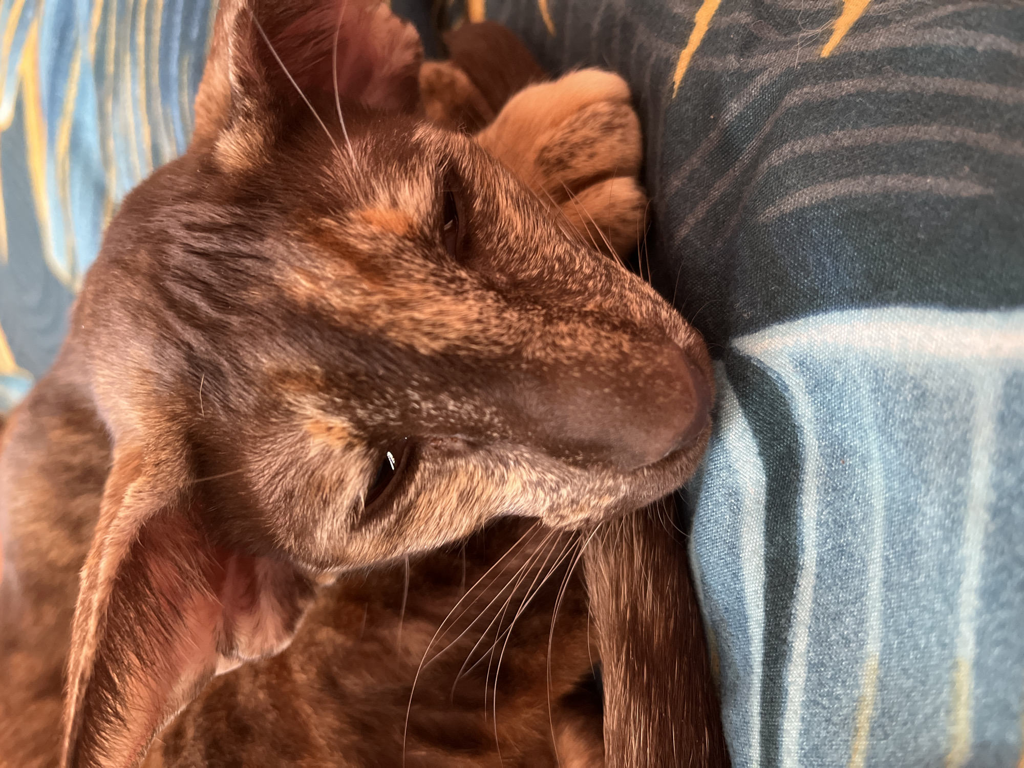 A close-up photograph focuses on the head and front paws of a brown, patterned cat resting on a textile surface. The cat is oriented diagonally, with its head on the left side of the frame and its paws clustered near the upper right. The cat's fur has a mottled appearance, with variations in brown tones. The textile surface appears to be bedding, with a mix of blue and green sections. The setting is not discernible, and there is no indication of Chaikovsky, Russia.
