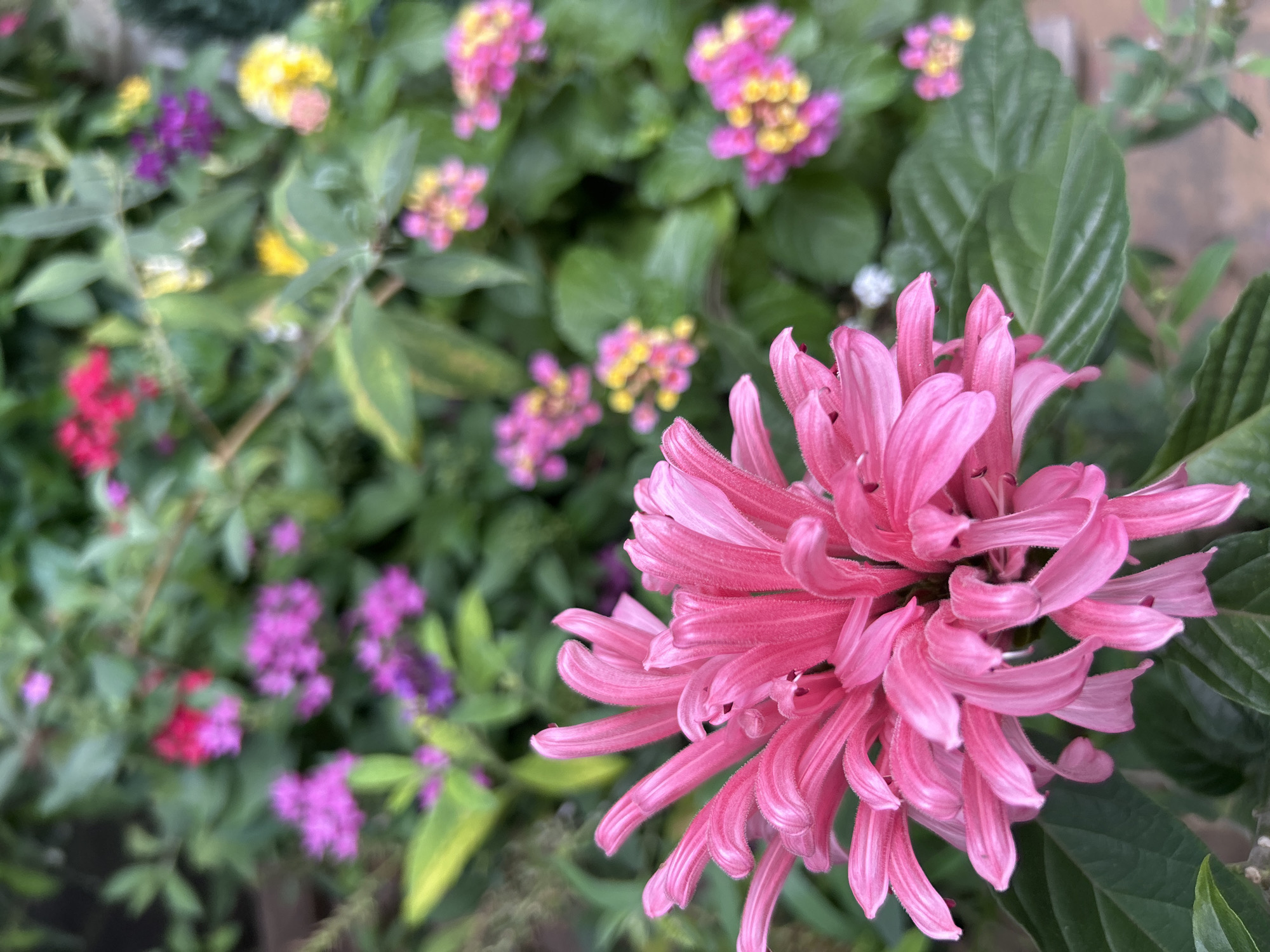 The image features a close-up of a pink Justicia carnea flower, with multiple clustered petals, in the foreground. In the blurred background are various other flowers in shades of purple, pink, and yellow amidst green foliage. The setting appears to be a garden or cultivated area. The location is Buenos Aires, Argentina.