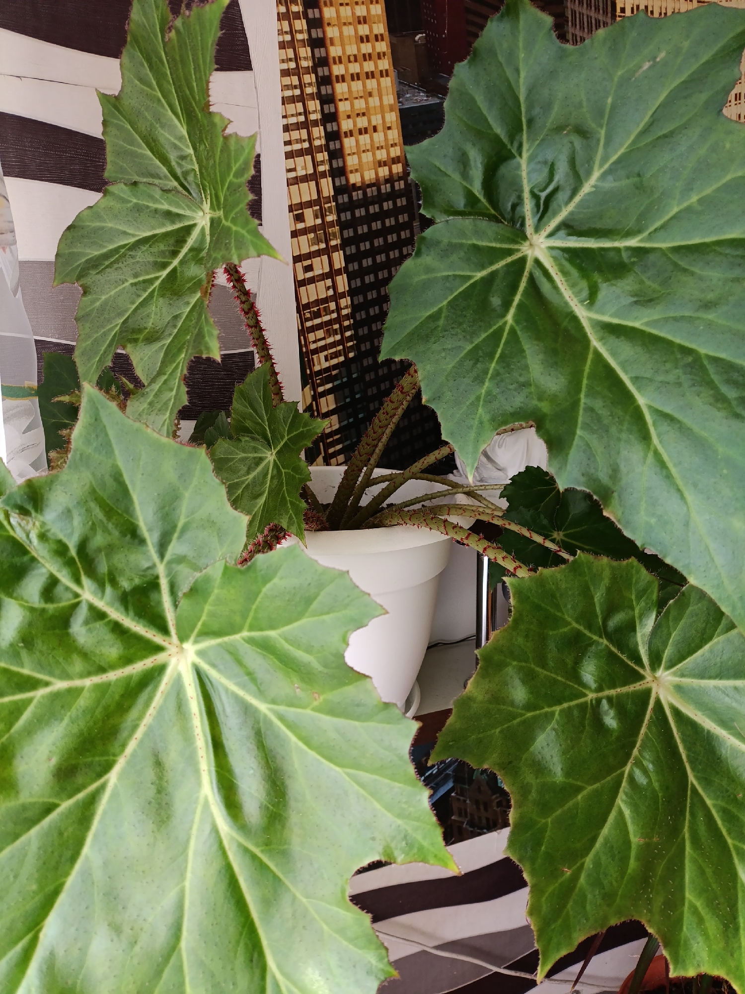 This is a close-up, overhead shot of a potted plant with large, green, lobed leaves. The leaves have prominent, lighter-colored veins and serrated edges. Some of the stems are visible, covered in reddish, bristly hairs. The plant is in a white pot. In the background, there is a patterned surface with horizontal black and white stripes, and further back, a textured vertical surface with a pattern resembling a cityscape or buildings. The lighting appears to be natural, suggesting daytime. There is no visible text in the image.