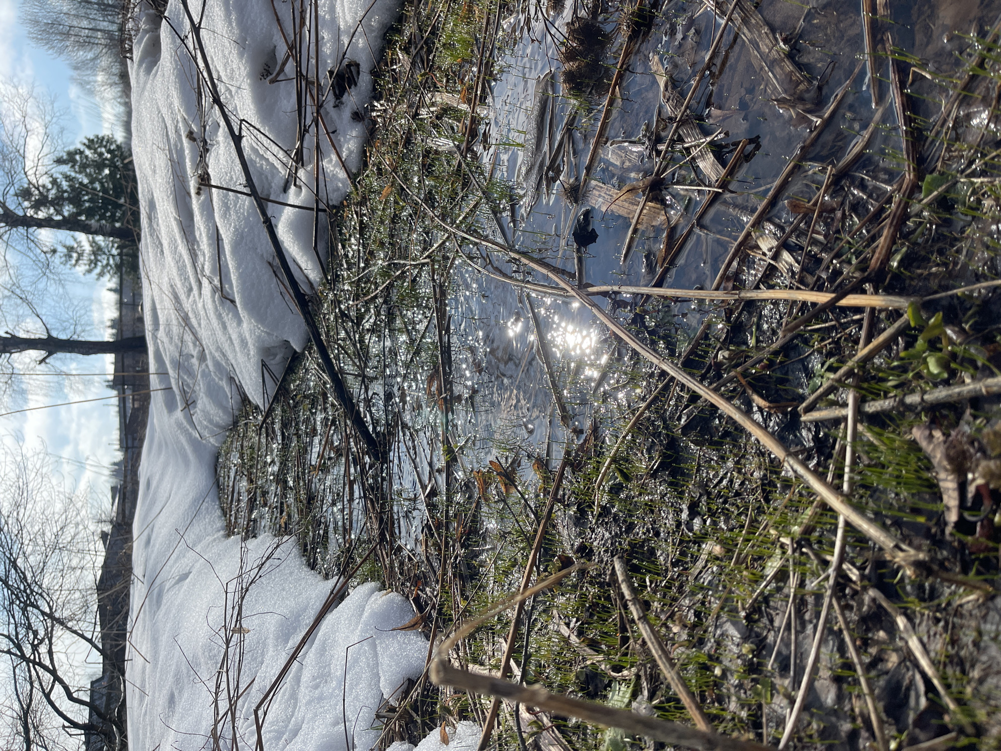 The image shows a muddy, waterlogged area adjacent to a snowbank. There are leafless twigs and some sparse, green vegetation emerging from the water and mud. The sun is reflecting off the surface of the water. In the background, bare trees and a partially cloudy sky are visible. Based on the prompt, the location is Zhigalki, Russia.