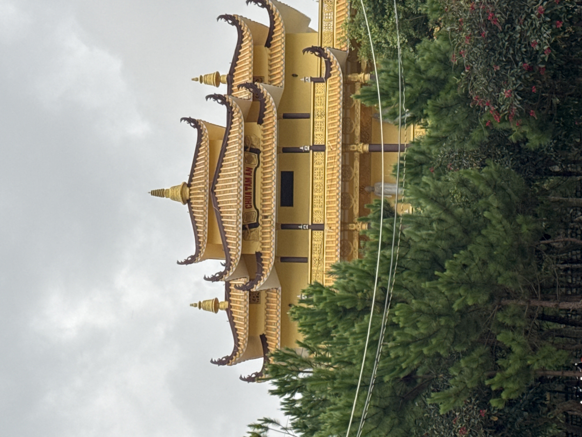 The image shows a Buddhist temple, likely Chua Tam An, in Da Lat, Vietnam, characterized by its vibrant yellow architecture and multi-tiered, ornate roofs. The temple is partially obscured by lush green pine trees and some flowering bushes in the foreground. Overhead power lines are visible, crossing the frame. The sky is overcast, indicating a cloudy day. The overall scene depicts a serene temple nestled within a natural, verdant landscape.