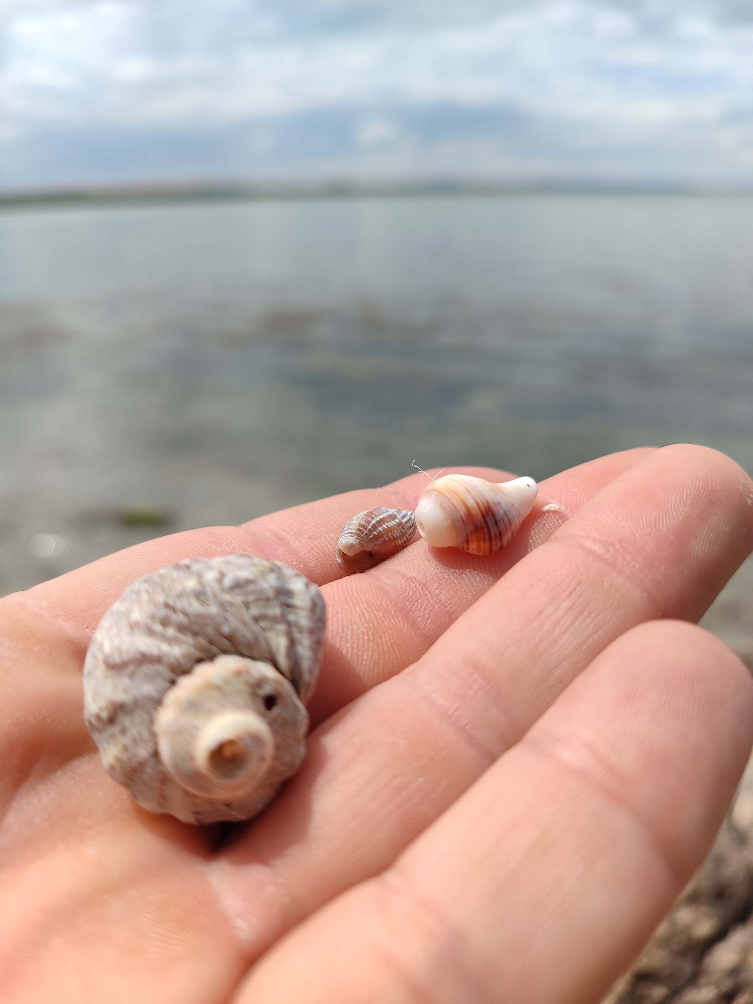 A close-up shot depicts an open human hand holding three seashells of varying sizes and patterns. The largest shell is a rounded, greyish-white swirl with a dark opening. A smaller, striped brown and white shell is situated slightly behind. To the right of the striped shell is a round, white shell with brown stripes.
The background is a blurred, light-grey body of water with a visible shoreline and distant buildings or land under a cloudy sky. The scene is likely outdoors, possibly at or near a beach. This location is in the city of Burgas, Bulgaria.