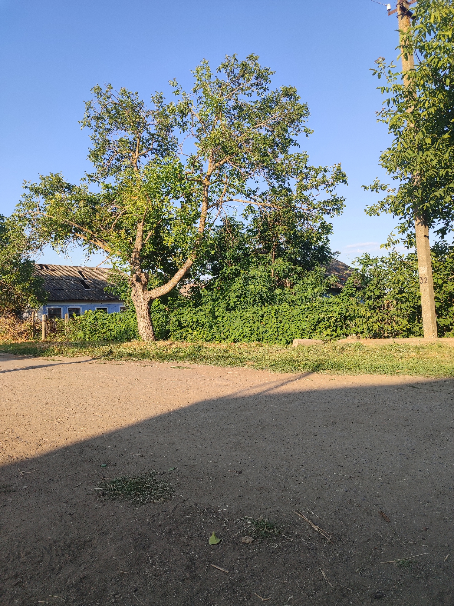 An outdoor, eye-level, medium shot captures a rural scene in Novosamarka, Ukraine. The foreground is dominated by a dirt path casting a long shadow from an unseen object to the left. In the midground, a large tree with a thick trunk and a full canopy of green leaves stands prominently. Behind the tree, a blue house with a dilapidated grey roof and two visible windows is partially obscured by dense green foliage. A wooden fence runs in front of the house. To the right of the frame, a concrete utility pole with visible markings reads "352". Additional trees with green leaves line the right side of the scene, and the background shows more greenery and hints of other structures under a clear blue sky.