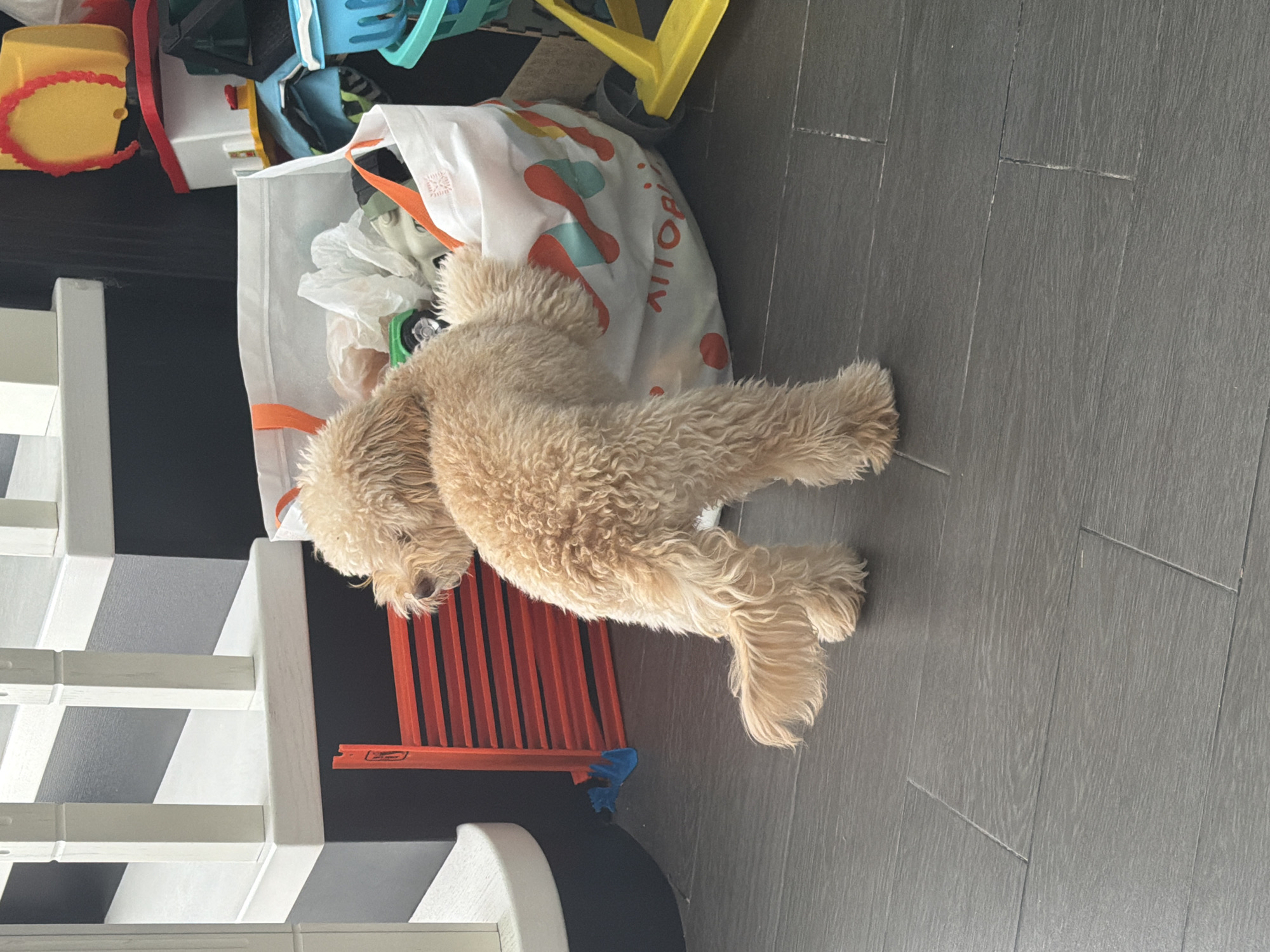 The image depicts a light-brown, curly-haired dog with its hindquarters inside a white reusable shopping bag adorned with colorful abstract shapes. The dog is positioned near a set of white stairs with black risers. To the left of the dog, an orange toy, possibly a ramp with black horizontal lines, is visible. The floor is covered with dark gray, wood-like tiles. The background includes various colorful toys and storage containers, suggesting a playroom or a child's living area. The scene is indoors, with no elements indicating its specific location within Bila Tserkva, Ukraine.