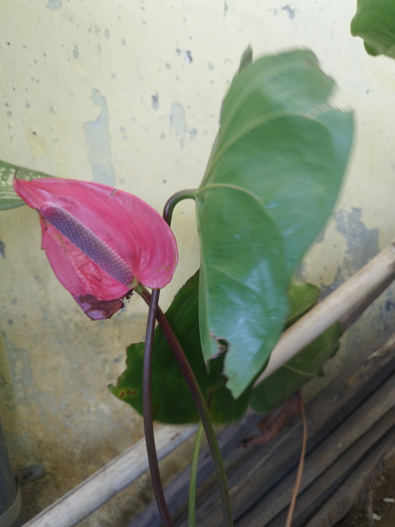 A close-up shot captures a pink anthurium flower with a purplish spadix, set against a light yellow, textured wall. The flower, slightly wilted on its lower left side, is partially obscured by a large, vibrant green leaf with ragged edges. Two thin, dark green stems support the flower and leaf. In the foreground, two bamboo-like poles, one lighter and one darker, run diagonally across the frame. The background is a weathered, textured wall with patches of lighter paint and what appear to be small, dark specks. The scene is likely outdoors, given the natural lighting and the presence of the plant. The image was taken in Sumenep, Indonesia.