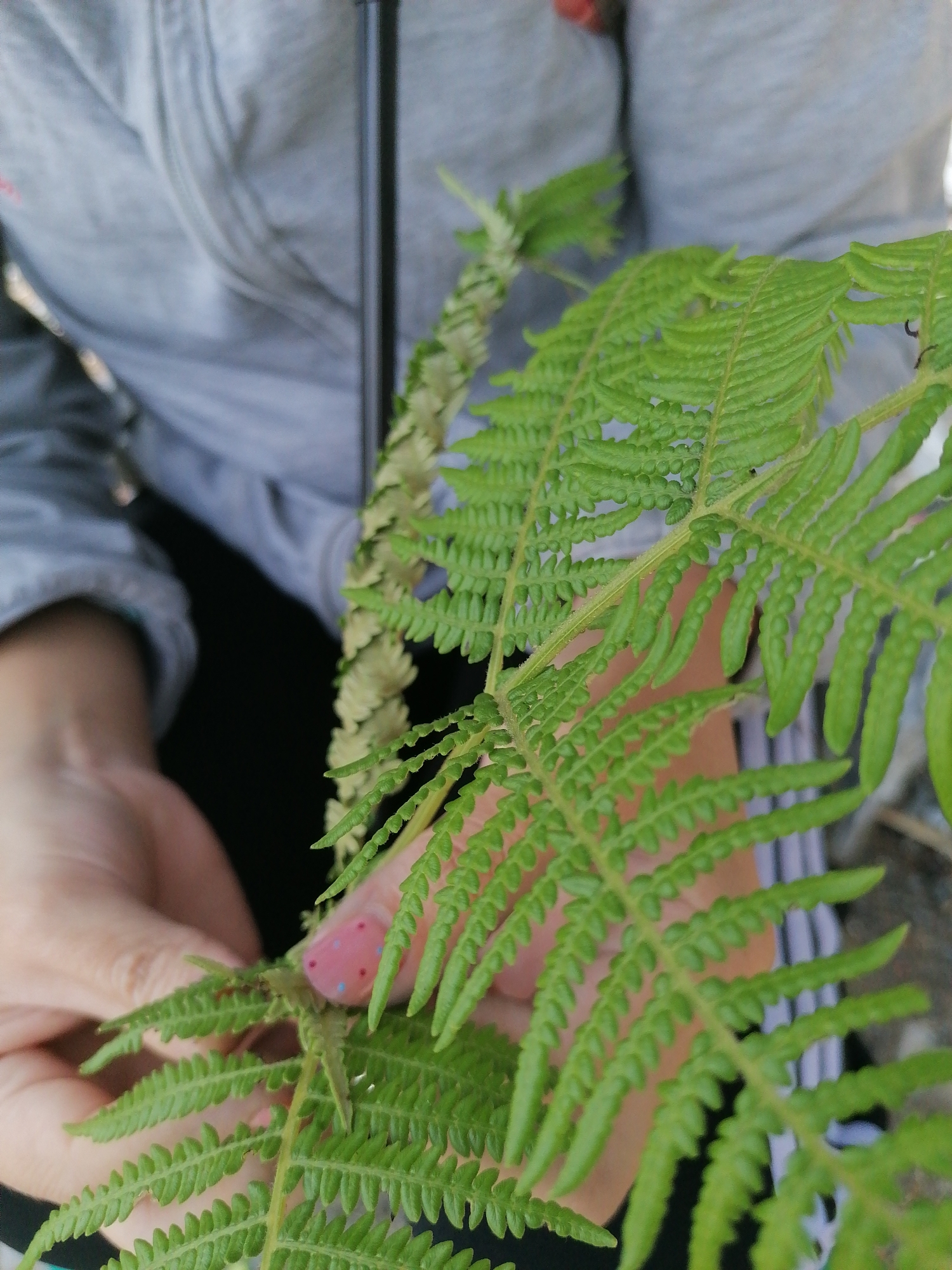 A person wearing a grey zip-up jacket holds a bright green fern in their hands. The frond of the fern is prominently displayed, with its intricate, feathery leaves. The background is blurred, but suggests an outdoor environment. The person has decorated fingernails. The location is Sa Pa Ward, Vietnam.