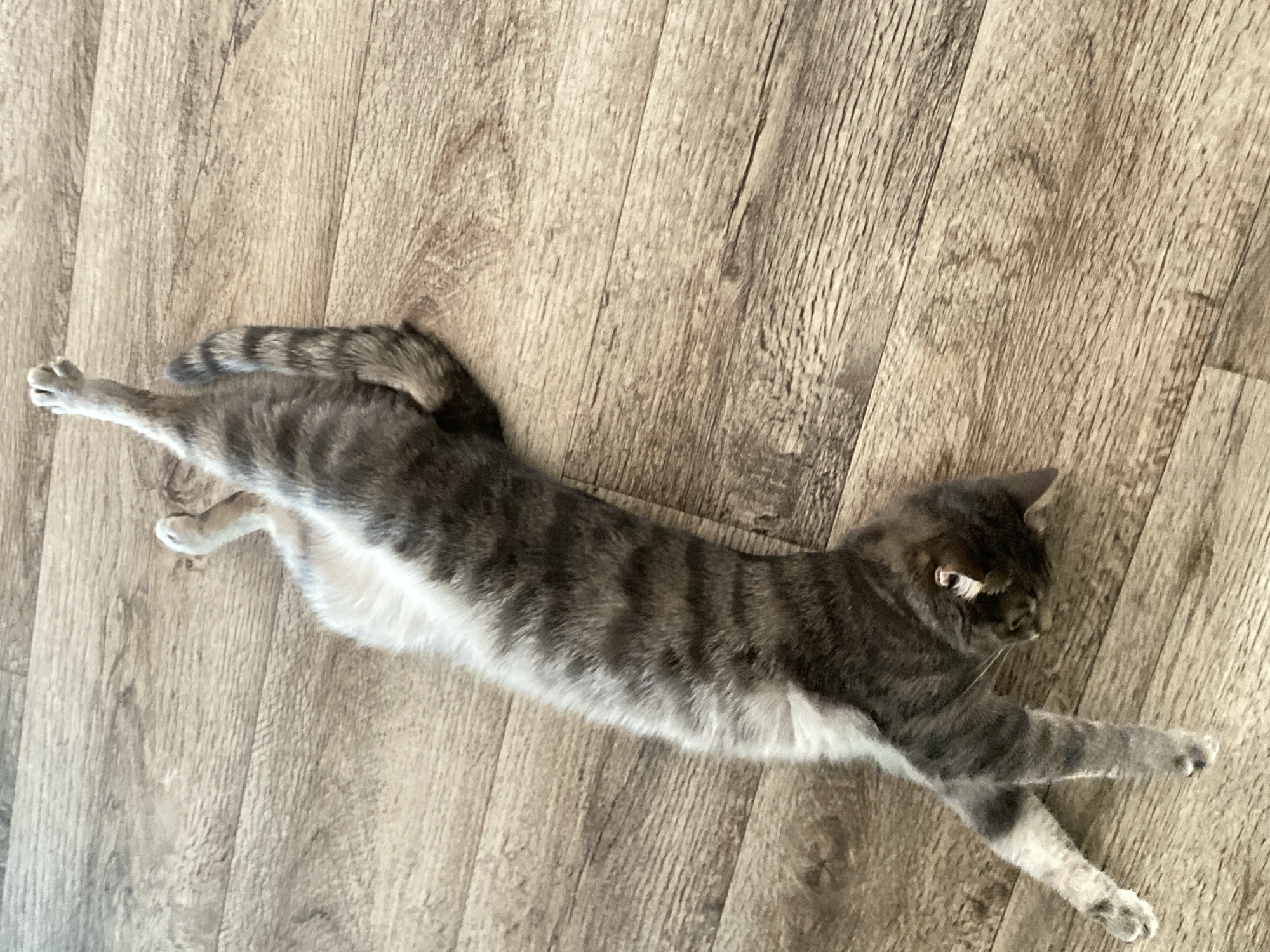 A gray tabby cat with white belly is lying on a wood-look floor. The cat is stretched out with its front paws extended forward and its rear paws extended backward. Its tail is curled slightly. The floor is made of light brown planks, with some variation in color and grain. The location cannot be determined to be Марковский, Russia based on the given image.