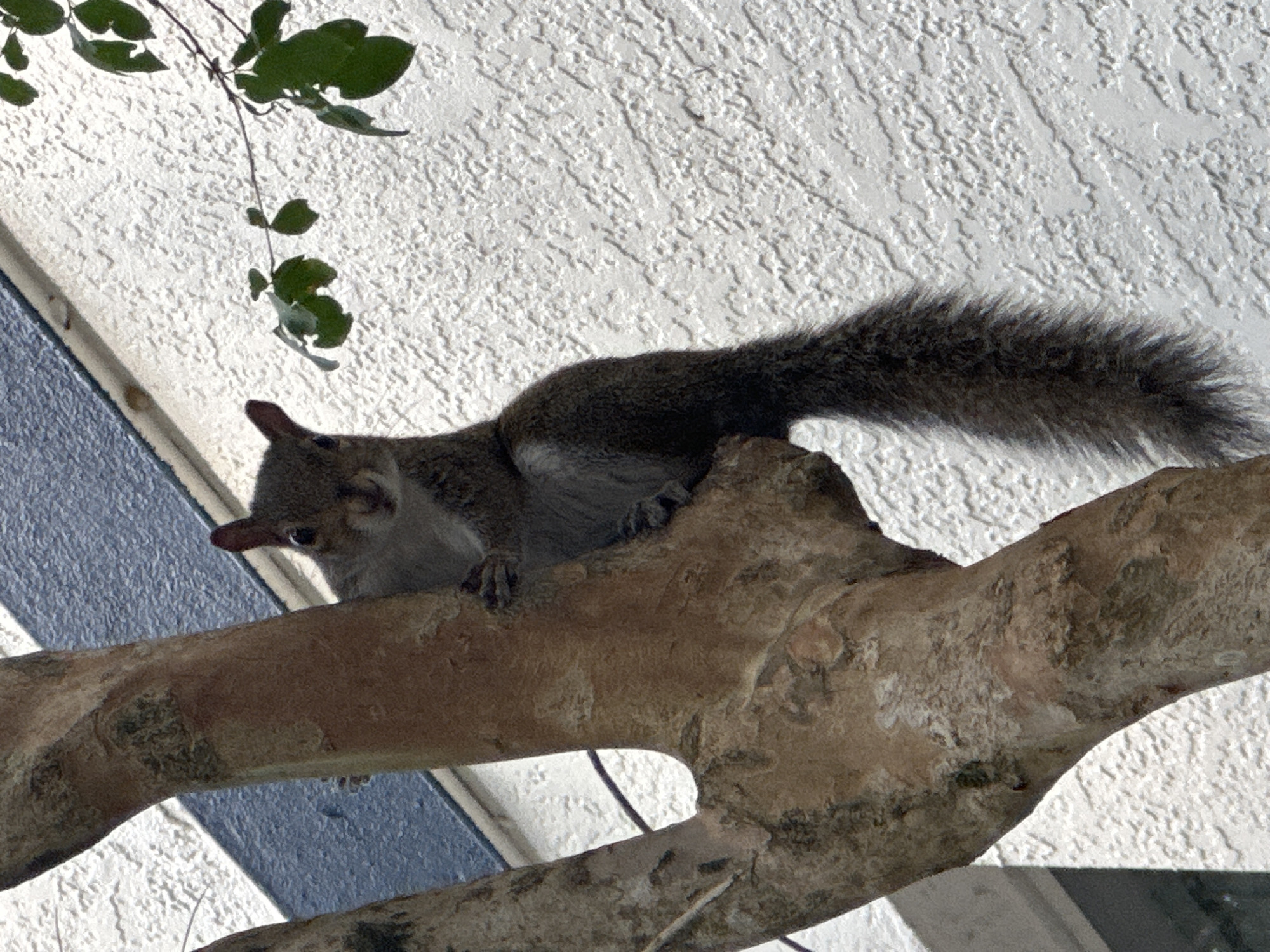 A squirrel is resting on a tree branch. The branch is relatively thick and textured. In the background, there is a wall with a textured surface and a blue and white design element. There are green leaves visible in the upper left corner. The location is plausibly the city of University, United States of America.