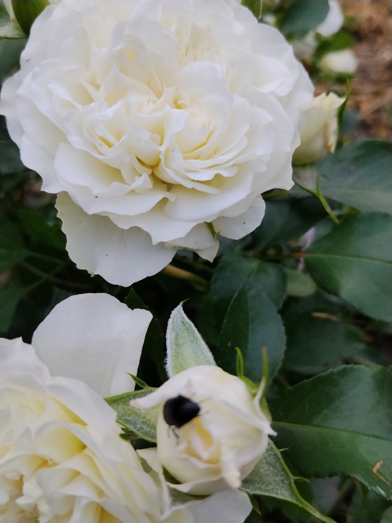 A close-up, eye-level shot captures a cluster of white roses. The primary focus is on a large, fully bloomed white rose in the upper half of the frame, its numerous petals creating a soft, textured appearance. To the lower right, a small, unopened white rose bud is visible, with a black insect, possibly a beetle, resting on its tip. The background consists of dark green rose leaves and some blurred brown earth. The image was taken outdoors in Ustyvytsia, Ukraine.