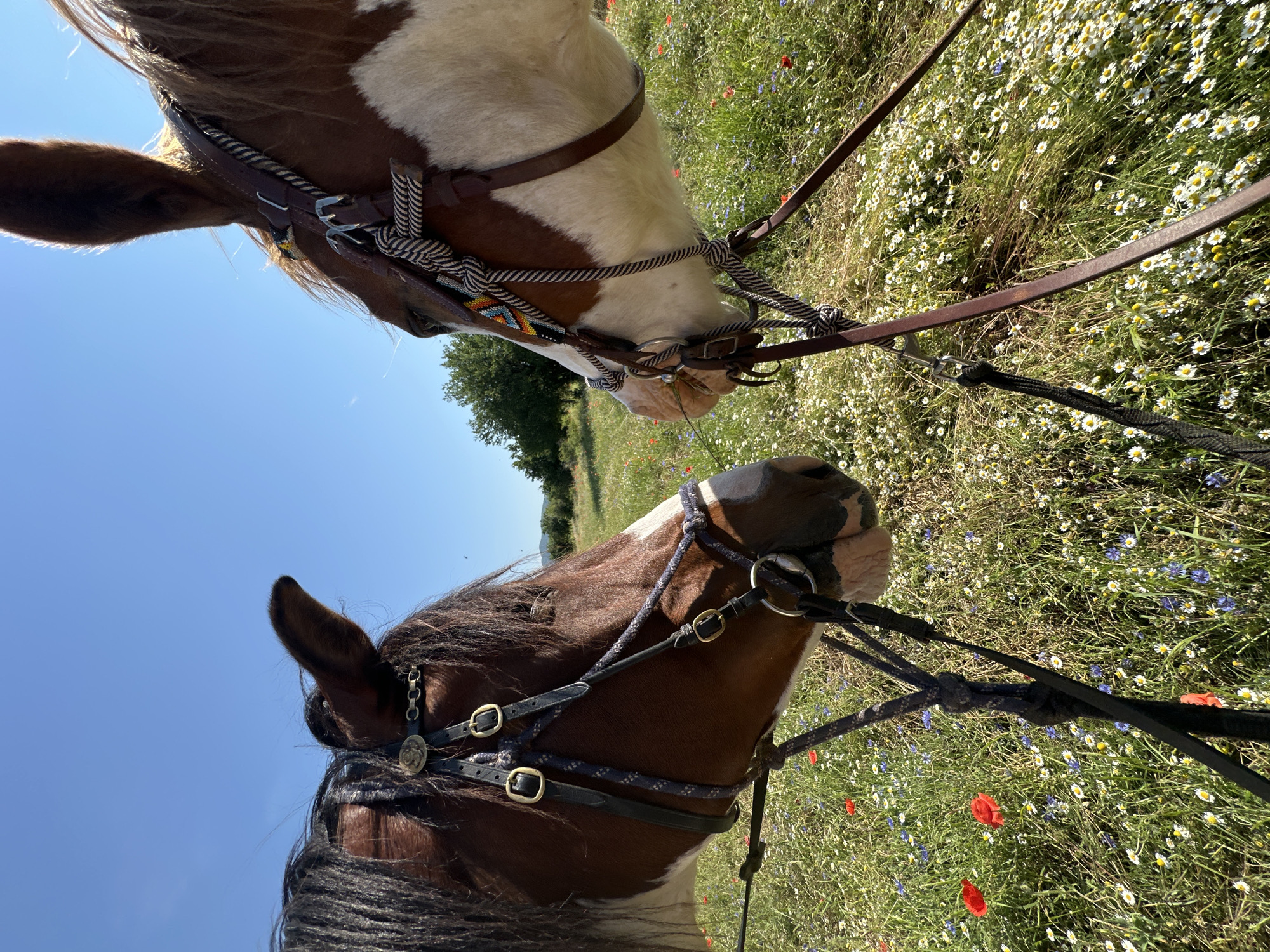 Two horses, a bay and a paint, are shown in profile in a meadow filled with wildflowers under a clear blue sky. The horses are facing each other, with their heads close together, appearing to nuzzle. Both horses are wearing bridles. The bay horse on the left has a dark mane and forelock, while the paint horse on the right has a white blaze on its face and a brown mane. The meadow is lush with a variety of small white and blue flowers, interspersed with red poppies. In the background, trees and rolling hills are visible. The image appears to be taken in Voynegovtsi, Bulgaria, as indicated by the metadata.