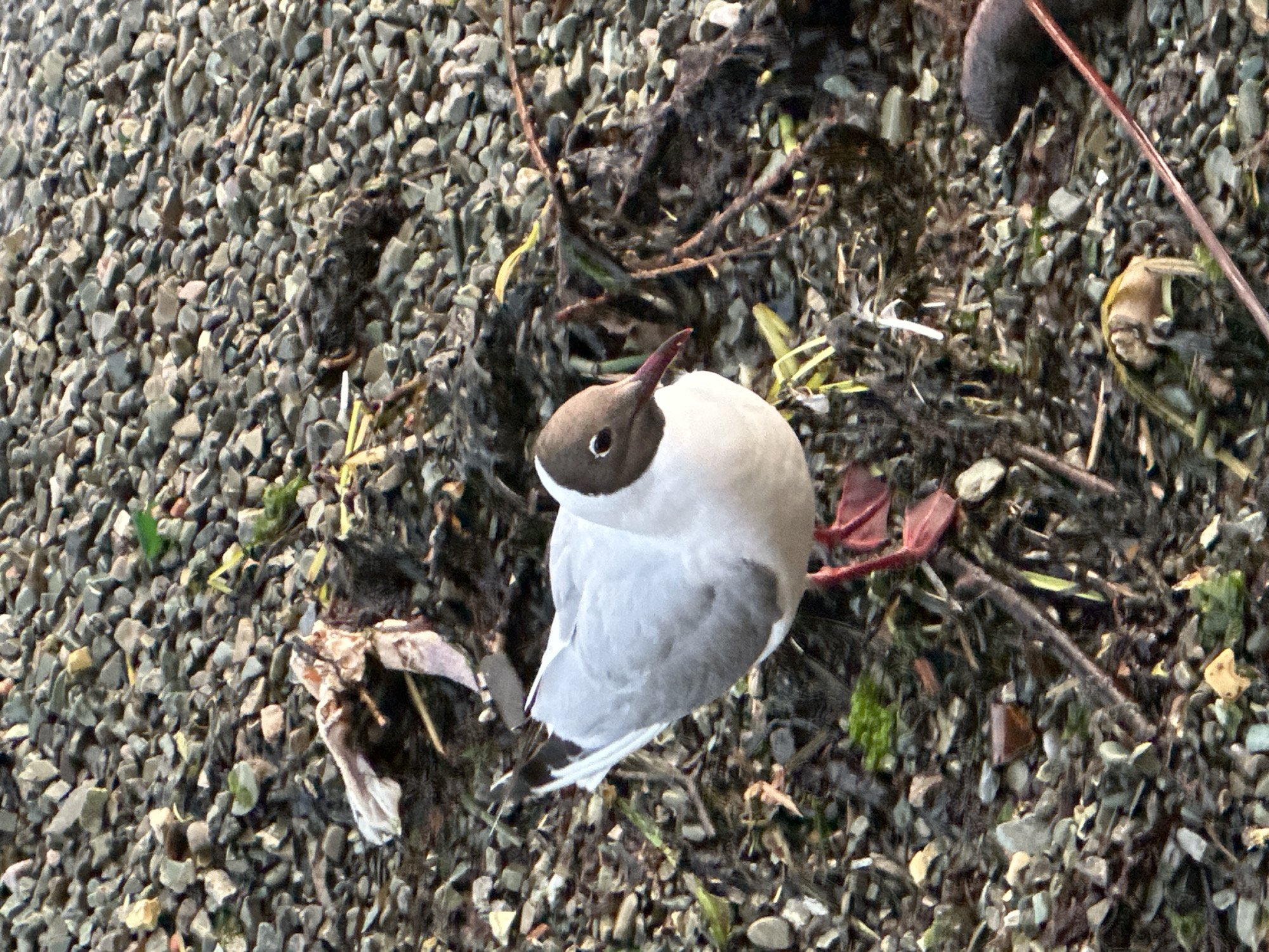 The image shows a black-headed gull on a rocky shore with some debris. The gull has a white body, light gray wings, and a dark brown head and eyes. Its beak is red, and its legs and feet are bright pink. The ground is covered in small, gray and brown pebbles, with some dark brown seaweed and other organic matter scattered around. A piece of white plastic and some dry plant material are visible near the top left of the image. The scene appears to be a natural, outdoor environment. It is not possible to determine the specific location within Petropavlovsk-Kamchatskiy, Russia from the image alone.