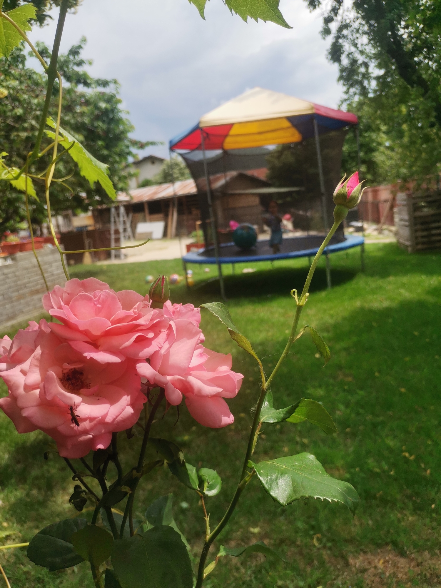 In the city of Osoitsa, Bulgaria, a close-up shot focuses on a cluster of pink roses in the foreground. One of the roses in the cluster has an ant on its petal. A pink rosebud on a stem stands to the right of the roses. In the background, a trampoline with a multi-colored canopy is visible, with a blurred figure of a child on it. The scene is set in a grassy yard, with trees and buildings also present in the background. The sky is partly cloudy.