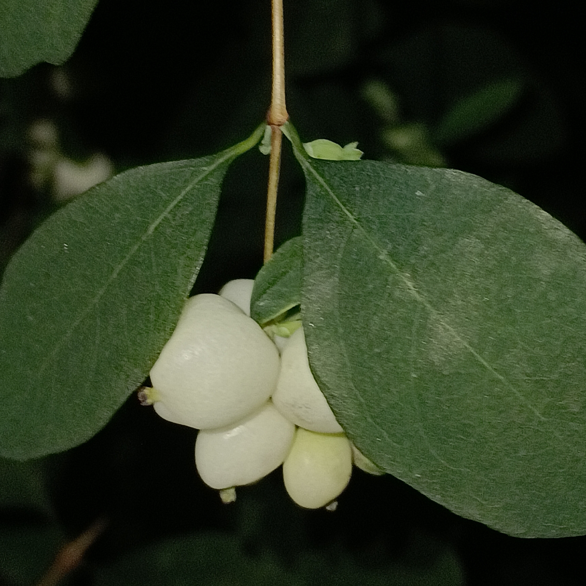 The image is a close-up, vertical shot of a branch with several clusters of white berries and green leaves against a dark, out-of-focus background. The berries are smooth, round, and appear to be growing in small bunches. The leaves are ovate with visible veins and a slightly fuzzy texture. A thin, light brown stem runs vertically through the center of the frame, supporting the leaves and berries. The lighting is dim, creating a moody atmosphere. There are no people or discernible actions captured in the image. The setting is likely a natural environment, possibly a garden or park, but there are no specific visual cues to pinpoint its location within the city of Samara, Russia.
