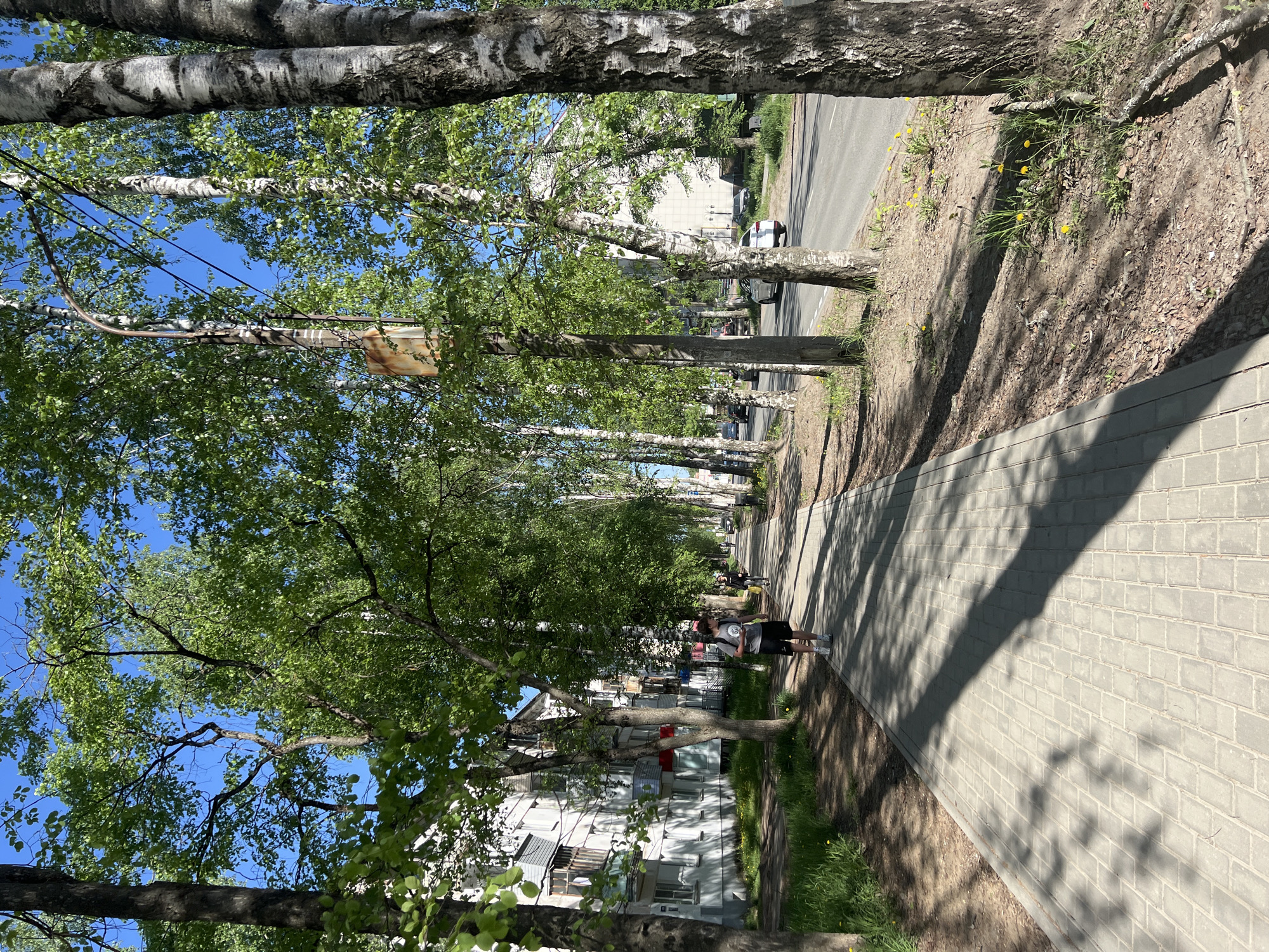 The image depicts a tree-lined sidewalk in what is likely a residential area. The trees appear to be birch trees, characterized by their white bark. A person is walking along the sidewalk. Across the trees is a multi-story building with windows. Further down the road, cars are parked. The sky is visible through the trees. The sidewalk is constructed of grey rectangular pavement blocks. The location is the city of Chaikovsky, Russia.