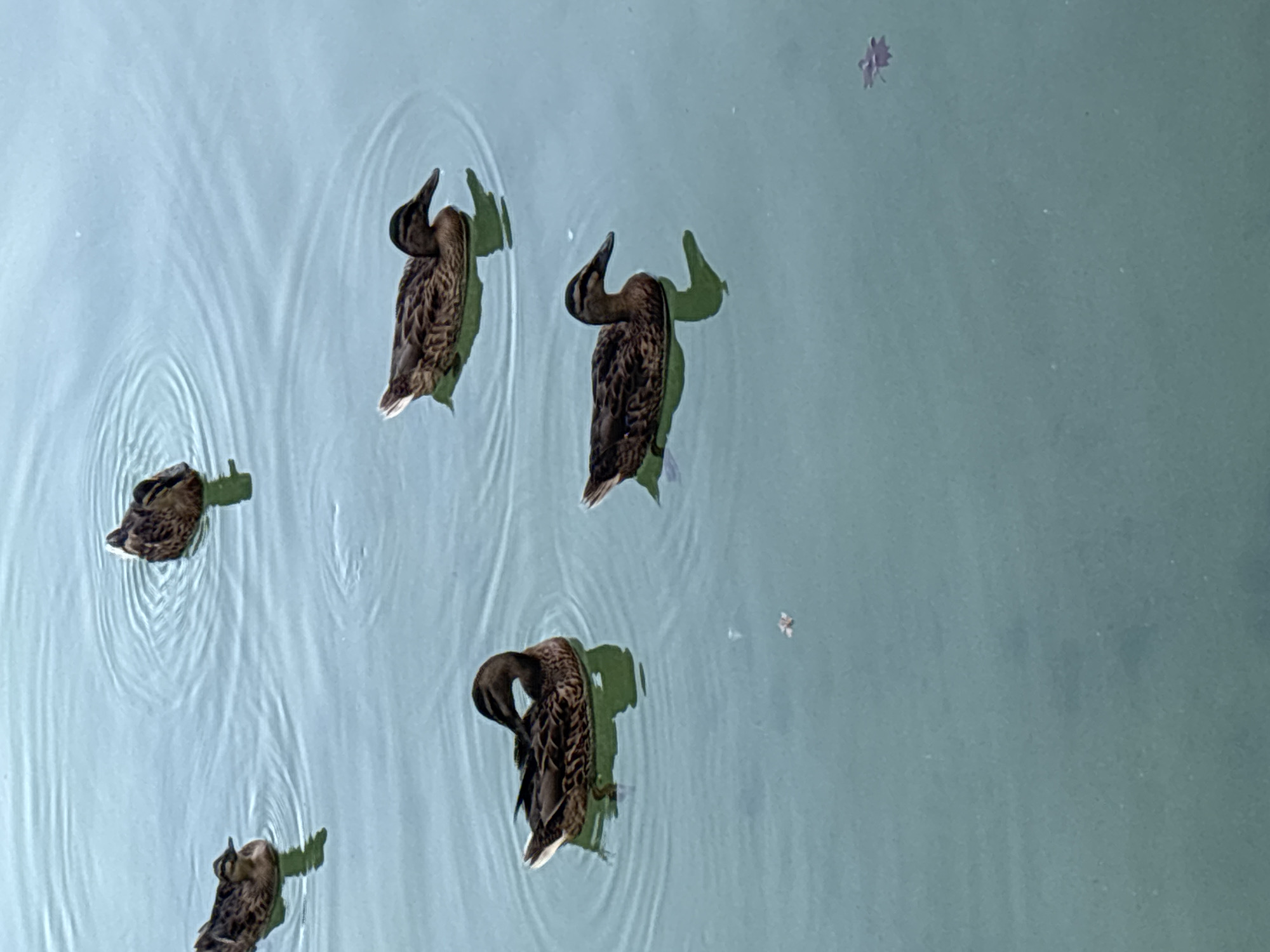 The image shows five mallard ducks swimming in a body of water. The water is a muted green color and appears to be calm with some ripples. One duck is in the upper right corner of the image, facing right. Another duck is in the center right, facing right. A third duck is in the center left, facing left and preening its feathers. A fourth duck is in the lower right, facing right. A fifth duck is in the upper left, facing left. The scene is an outdoor environment. There is no indication of the location being Seville, Spain.