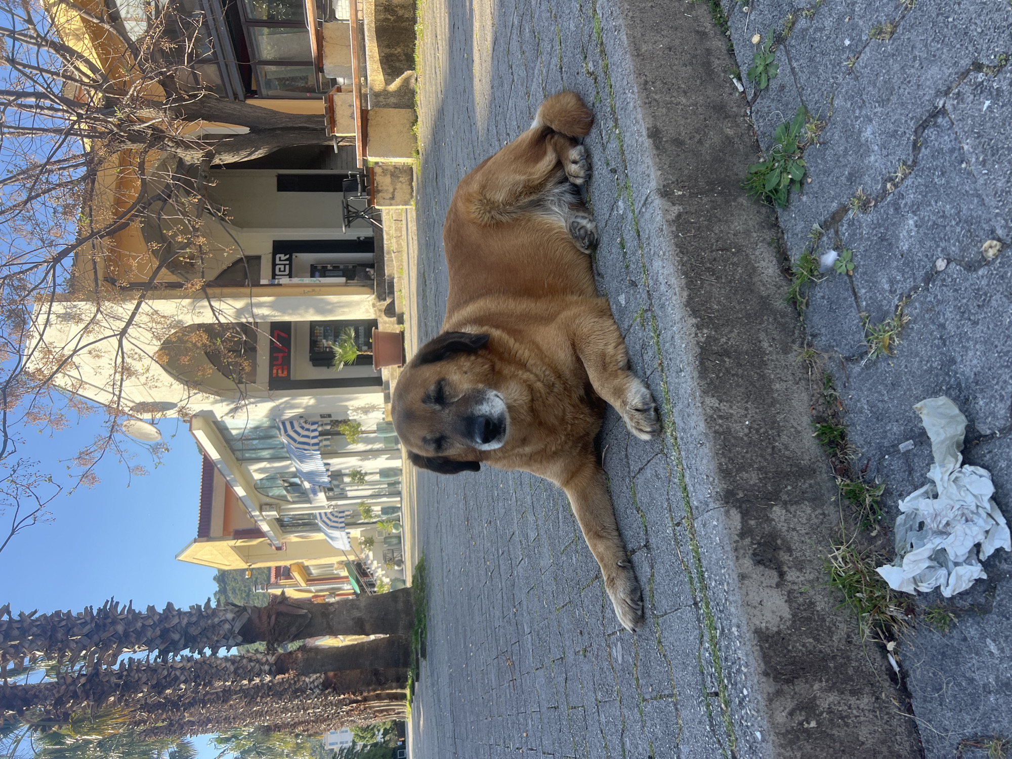 A medium-sized brown dog with dark fur around its face lies on a paved sidewalk next to a curb. The dog is facing the viewer and has its eyes closed. To the right of the dog, there is some crumpled white trash scattered amongst weeds growing in the pavement cracks.
In the background, there's a street with buildings that appear to be shops or restaurants. One of the buildings has a sign that says "ER 24/7". Palm trees are visible further back.
Based on the architectural style and palm trees, it's possible that the photo was taken in the city of Budva, Montenegro, where similar scenery is commonly found. The sidewalk appears to be well-trafficked, suggesting a central urban location.